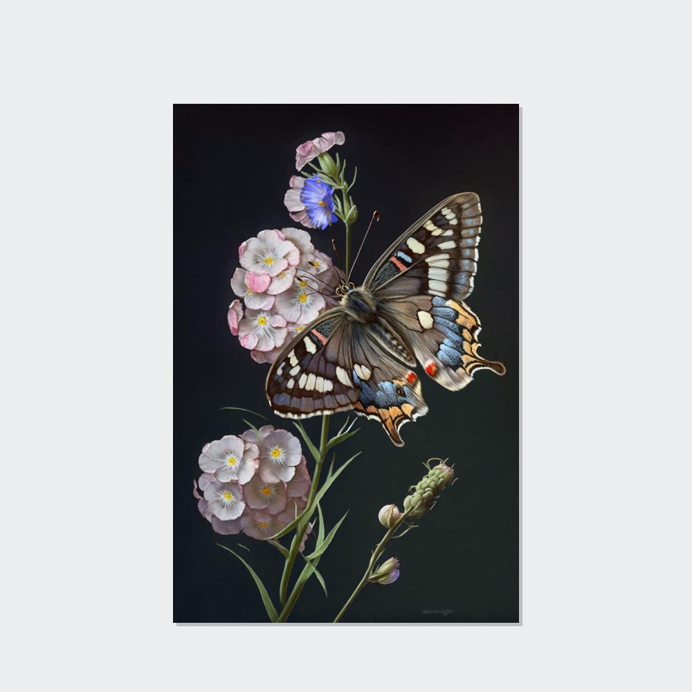 Butterflys One Butterfly: Framed Canvas & Poster Print Capturing the Beauty of a Single Insect