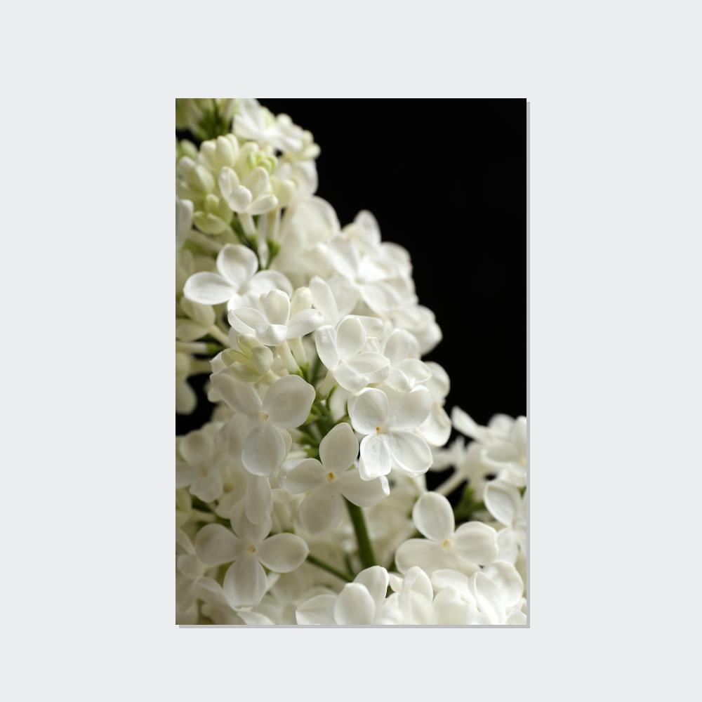 Lilacs The Majestic Lilacs: A Royal Presen