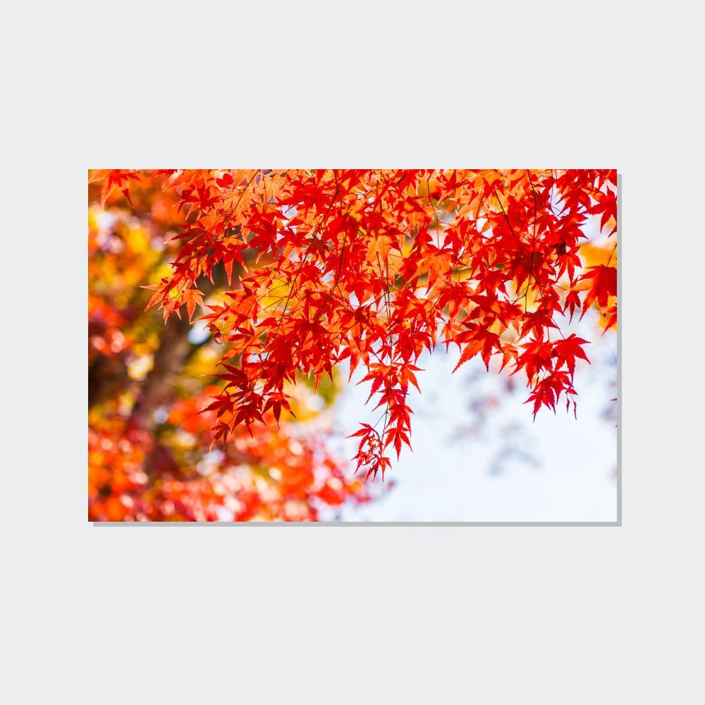 Maple Trees Shades of Red: Maple Trees in Fall