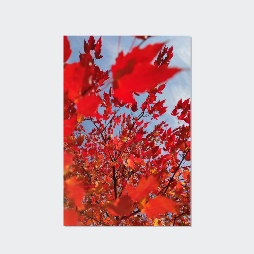 Maple Trees Autumn's Glow: Maple Trees in Bloom