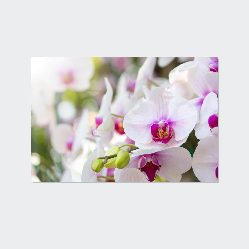 Orchids Floral Symphony: Orchids in Harmony