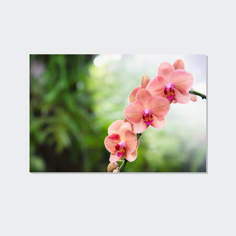 Orchids Whispers of Orchids: A Soft Canvas Touch