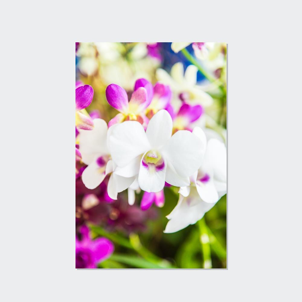 Orchids Orchid Garden: A Colorful Canvas Escape