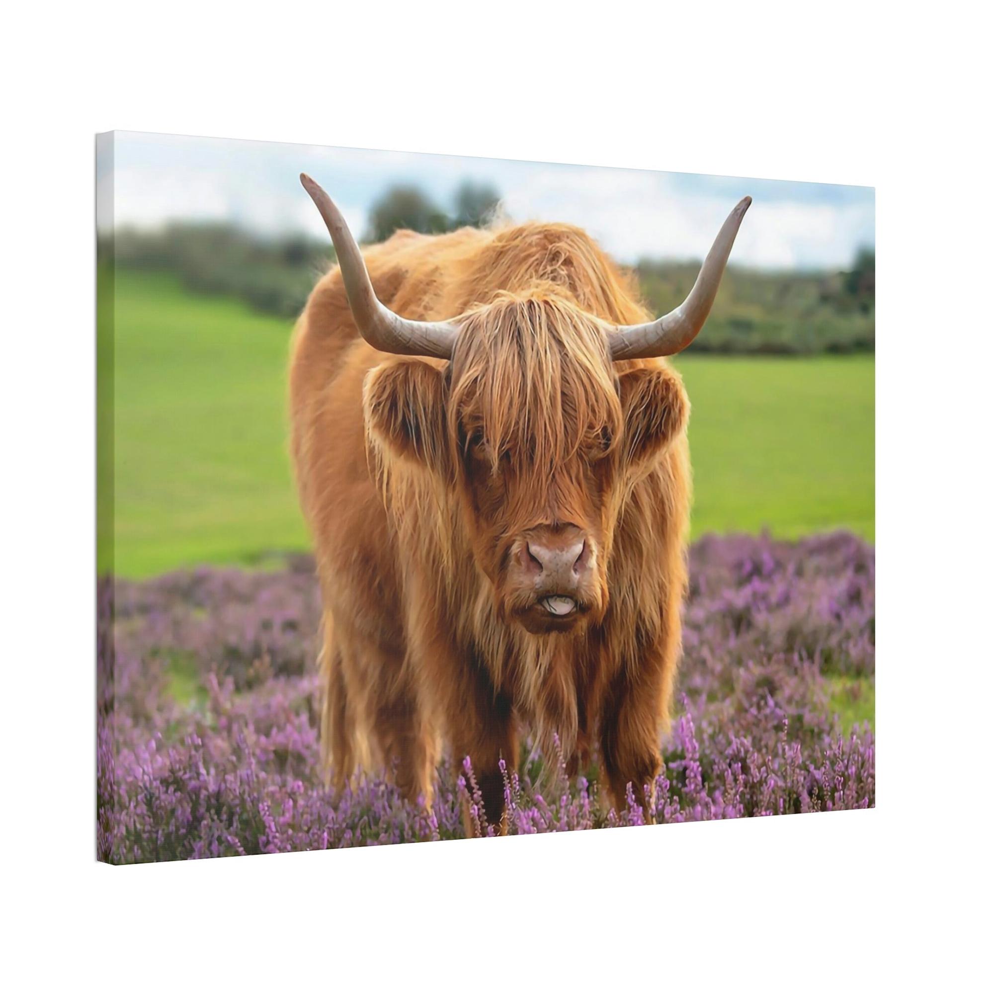 Highland Cow Highland Cow | Brown Cow in the Flowering Field | Canvas Art — Pixoram