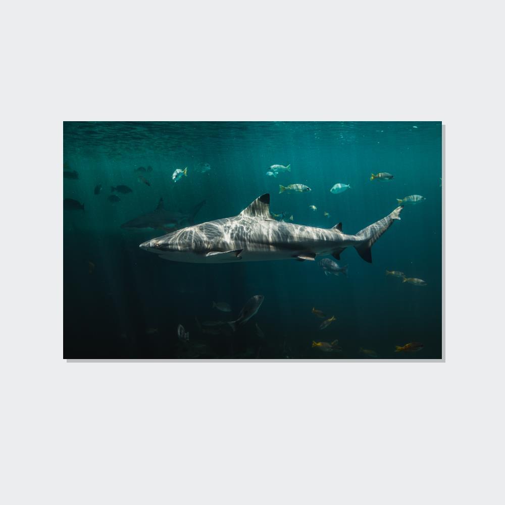 undefined Silent Predators: Sharks' Haunting Canvas