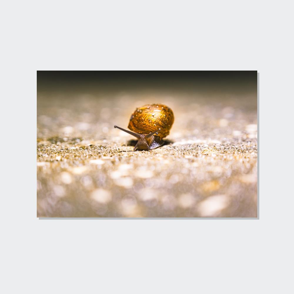 Snails A Slow Journey: Snails on the Move