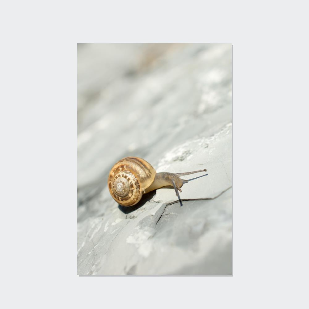 Snails A Snail's World: Life in Slow Motion