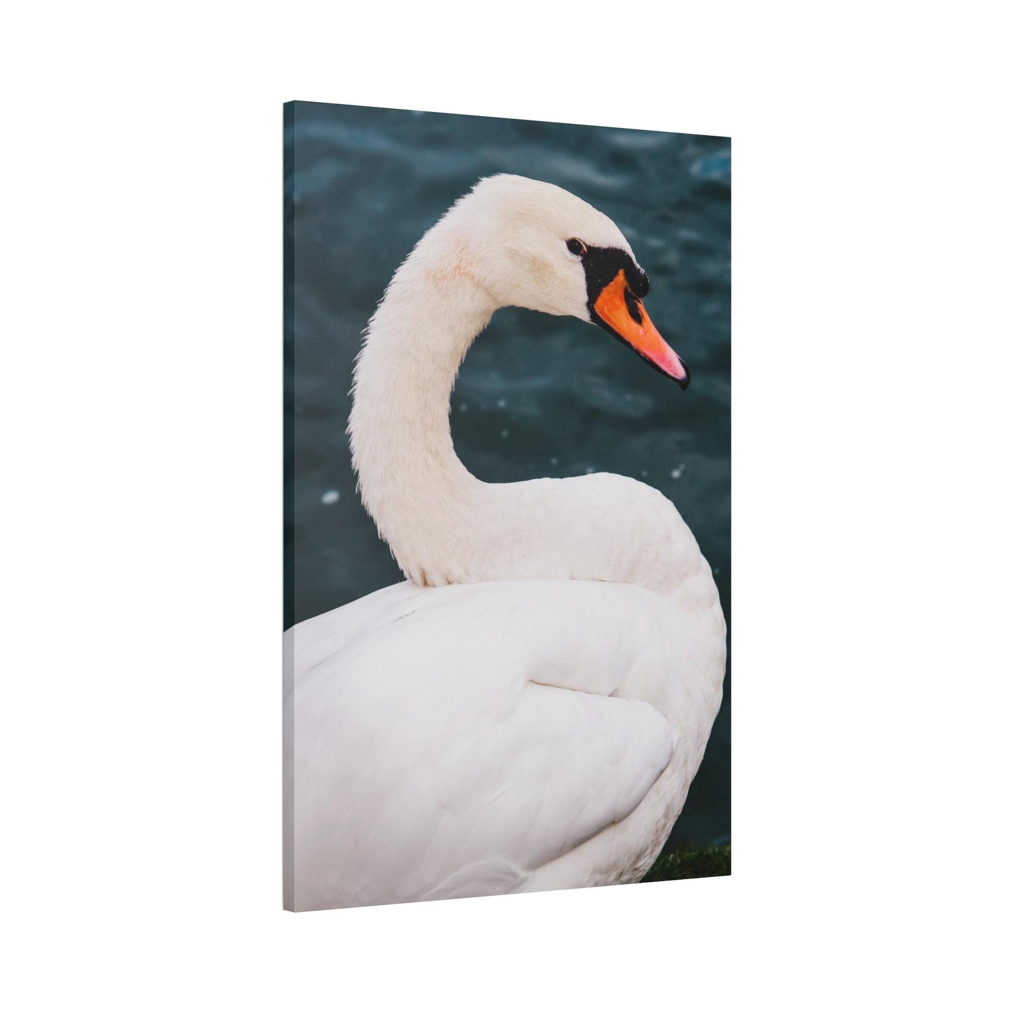 Swans The Calm of Nature: Natural Canvas Print of Swan in a Serene Landscape