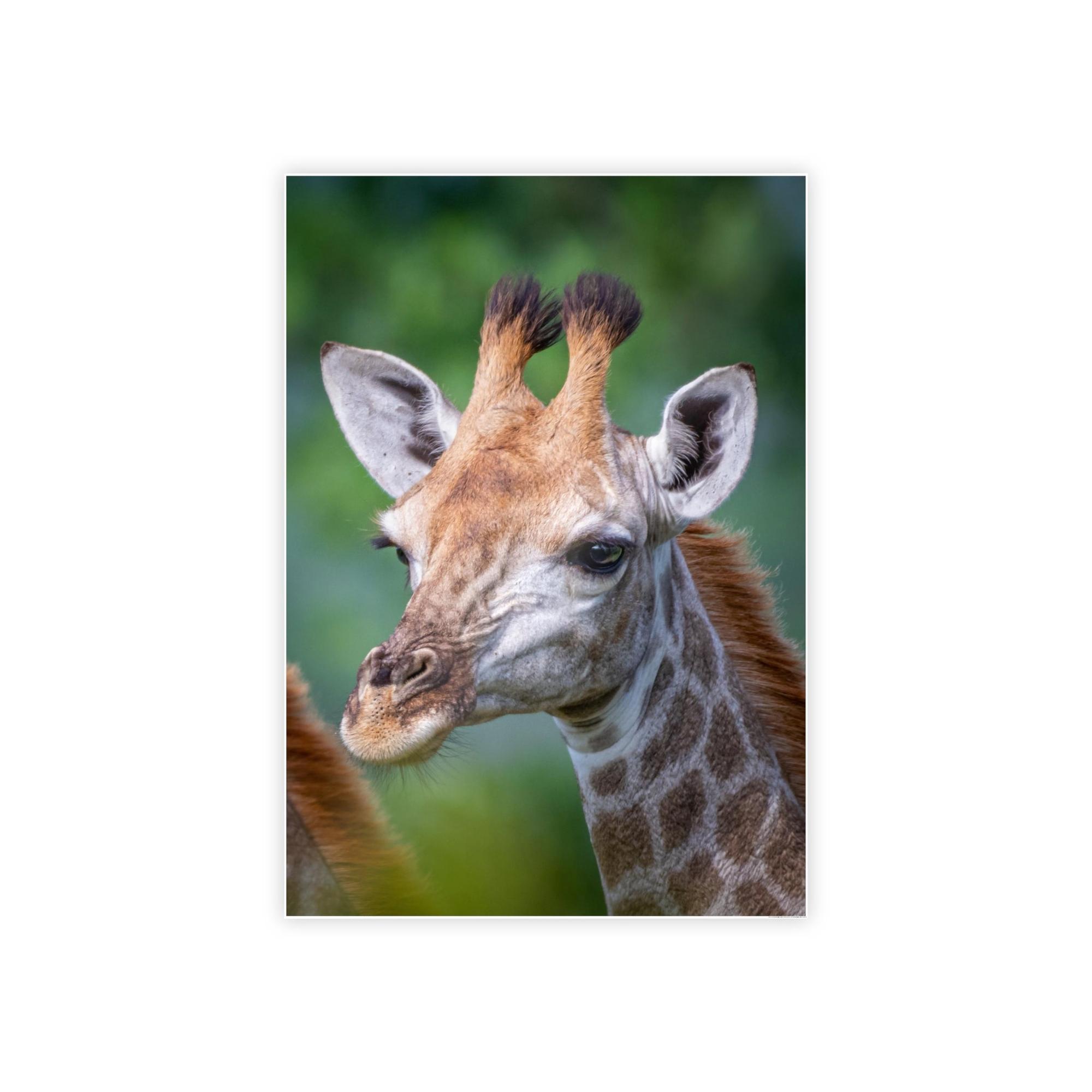 Giraffes Regal Beauty: A High-Quality Canvas Print of a Giraffe's Elegance