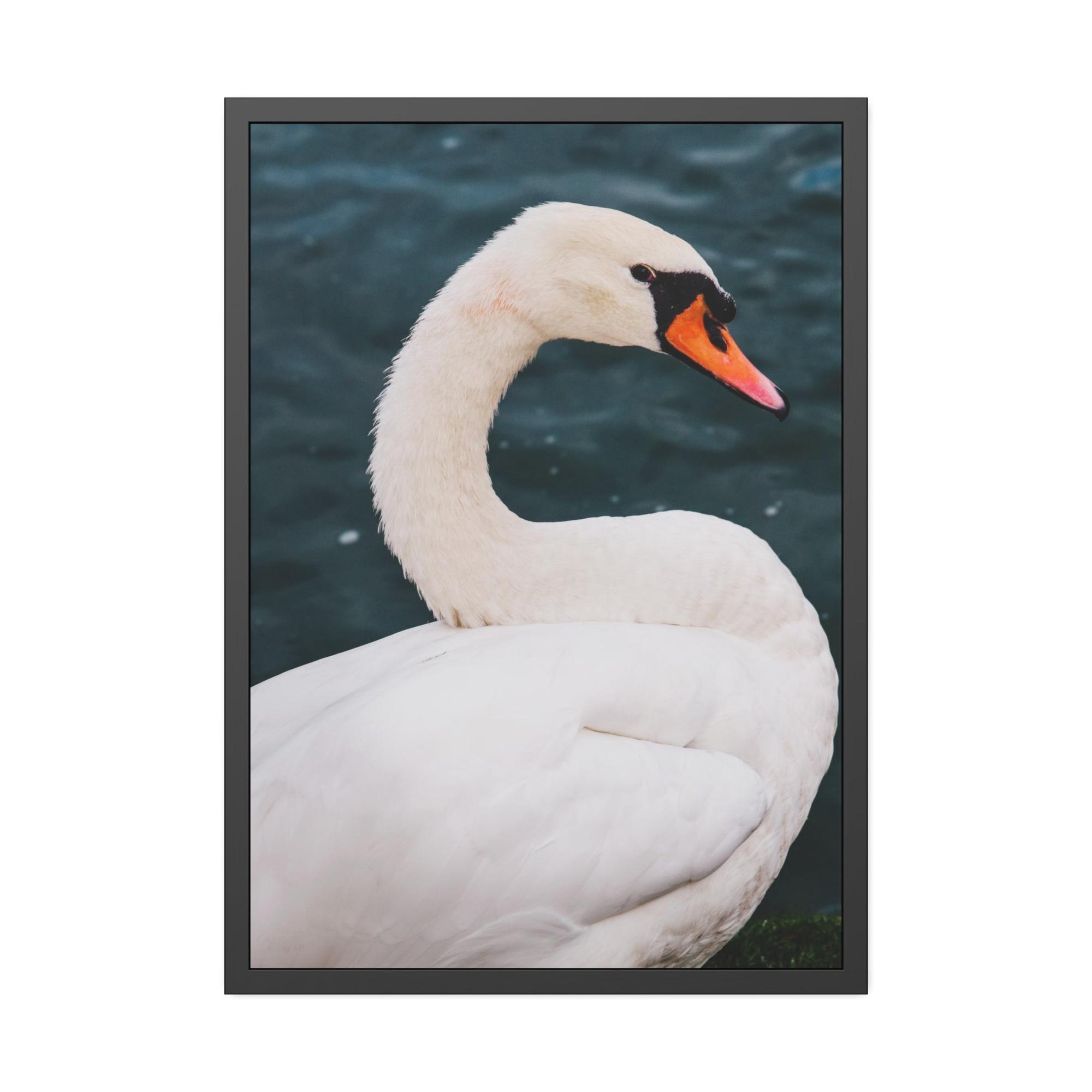 Swans The Calm of Nature: Natural Canvas Print of Swan in a Serene Landscape