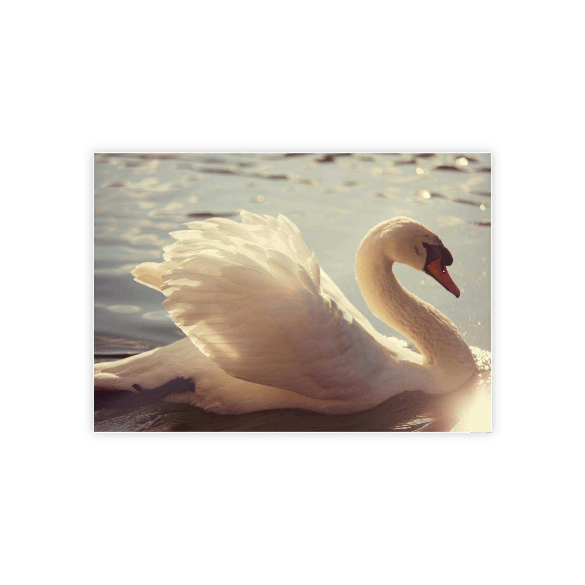 Swans Elegant Grace: Natural Canvas Print Featuring Beautiful Swan