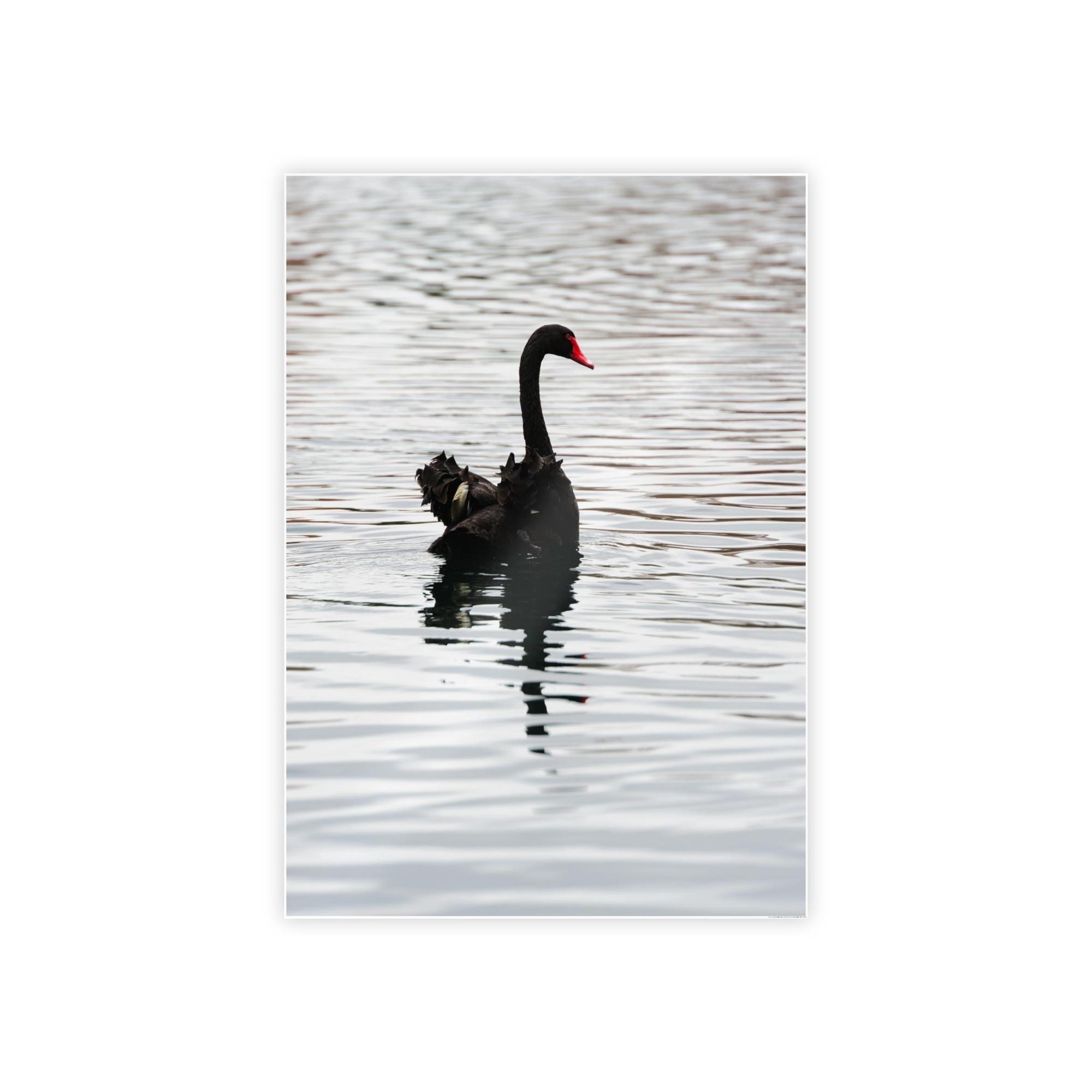 Swans Elegance and Serenity: Poster and Canvas Art Celebrating the Poise and Calmness of Swan