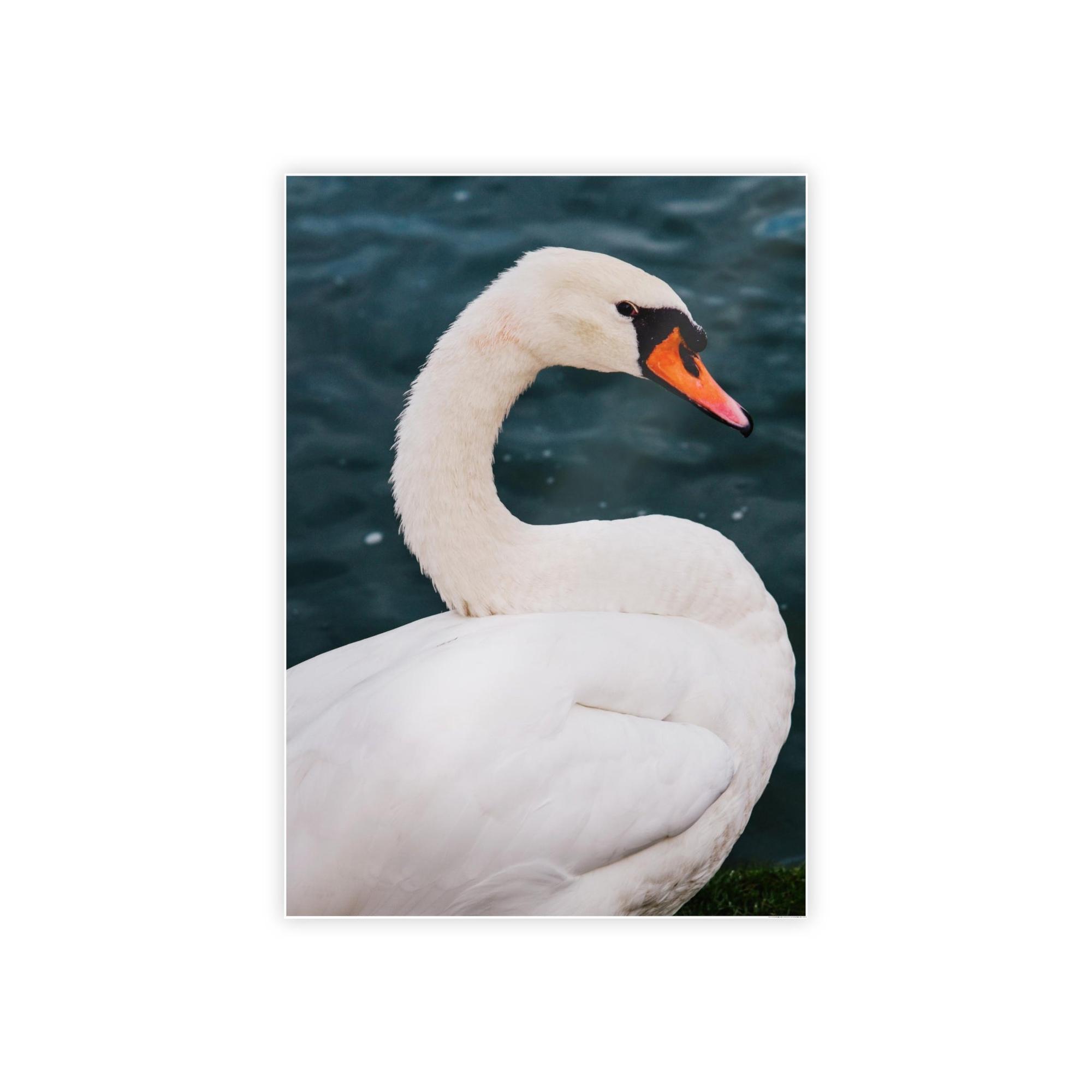 Swans The Calm of Nature: Natural Canvas Print of Swan in a Serene Landscape