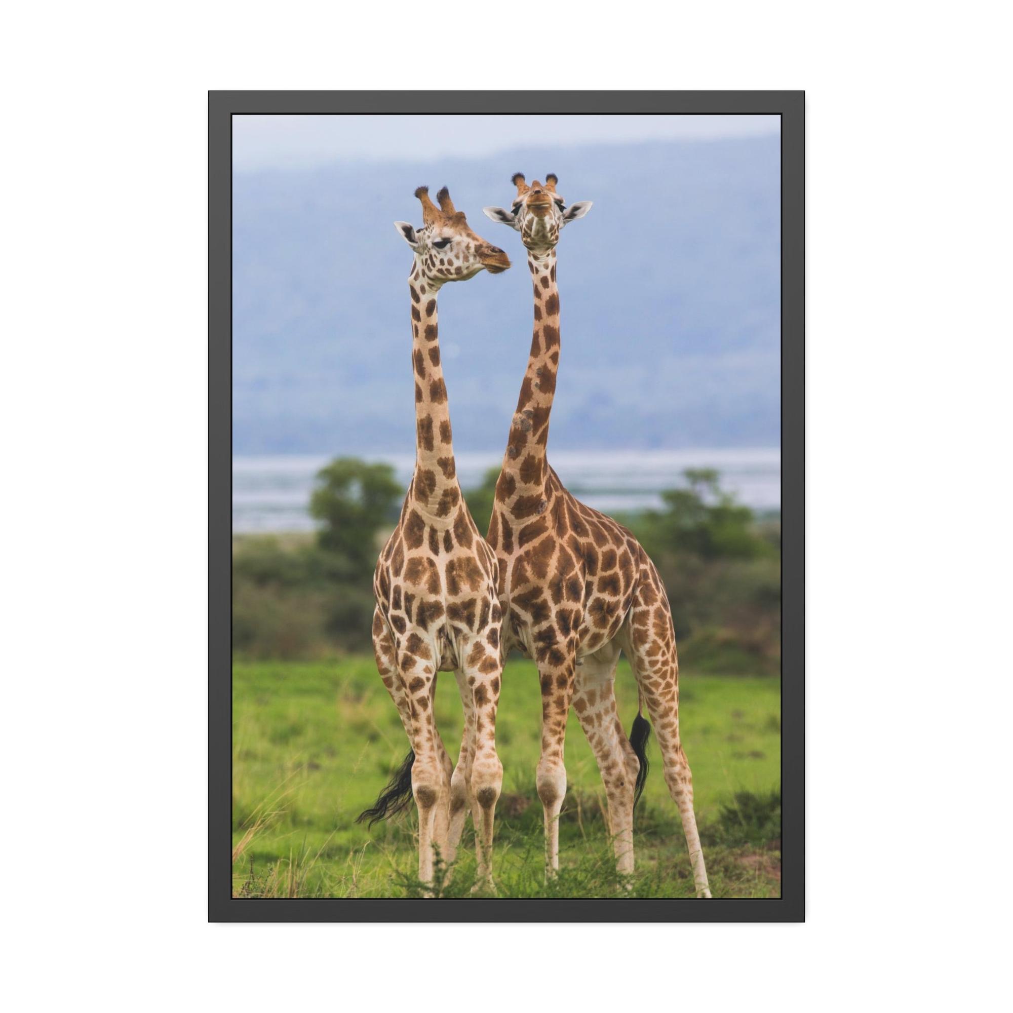 Giraffes Giraffed in Motion: A Stunning Artistic Interpretation on Canvas & Poster