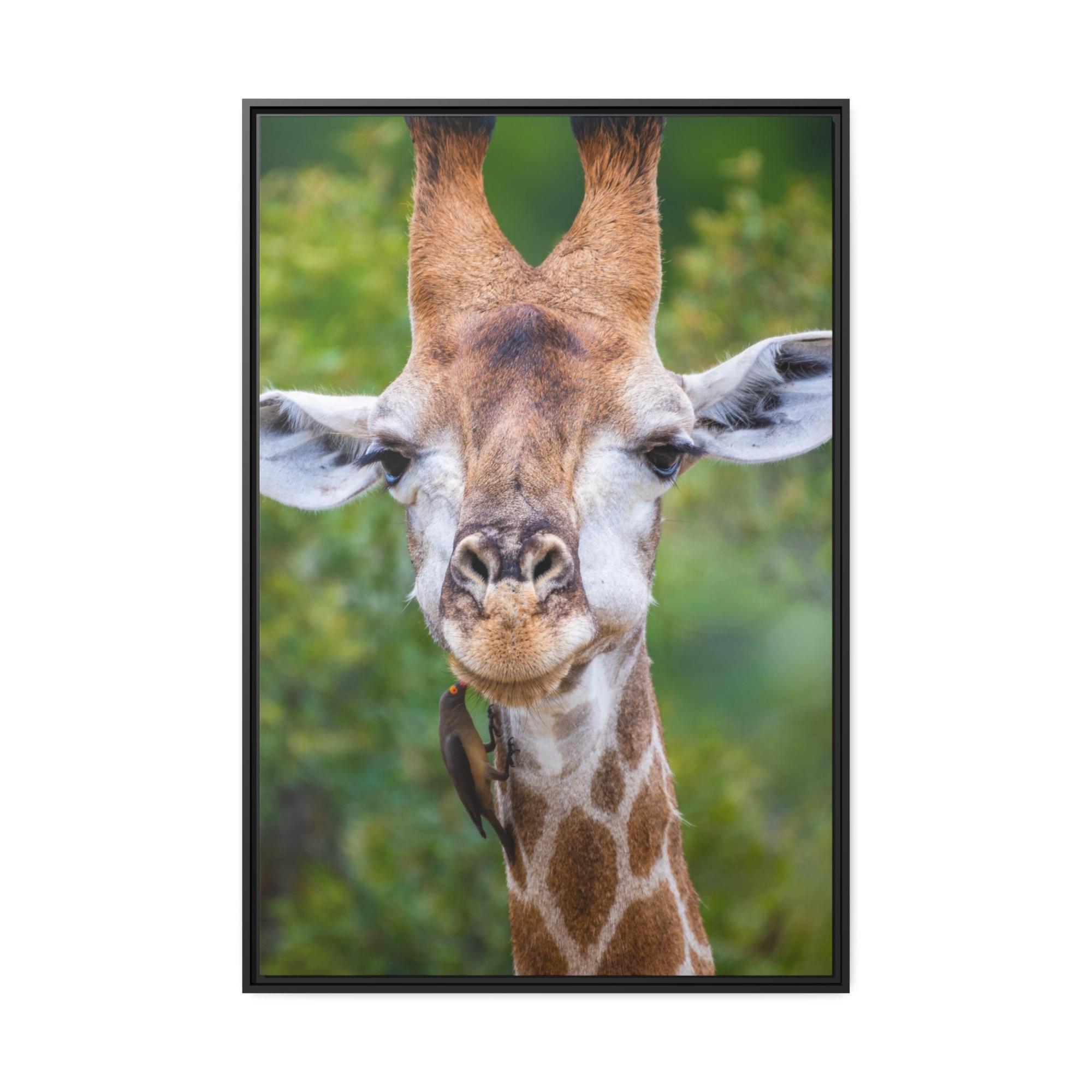 Giraffes Nature's Masterpiece: A Gorgeous Giraffe on Canvas & Poster