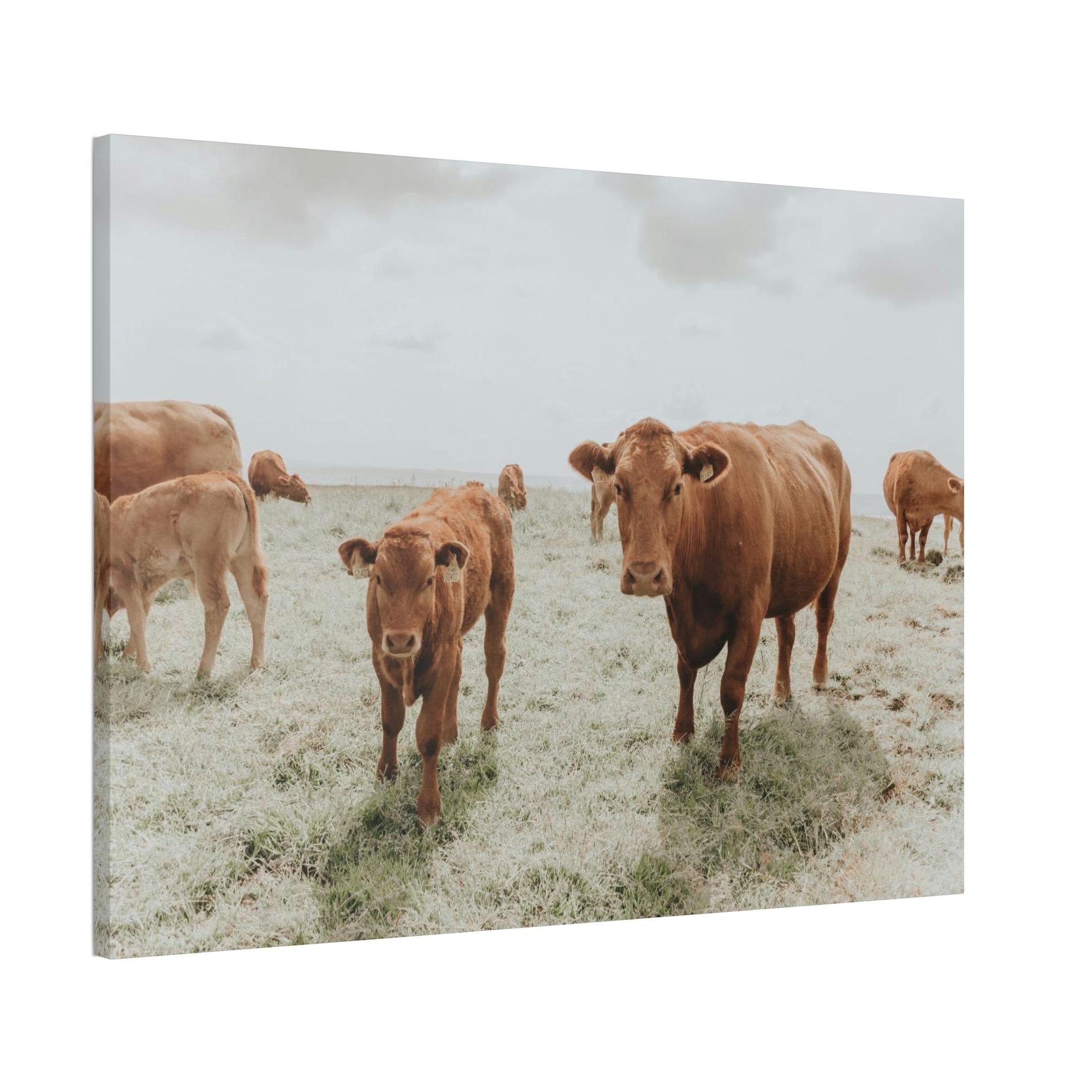 Cows Peaceful Pasture: Framed Canvas & Posters Print of Cow Grazing
