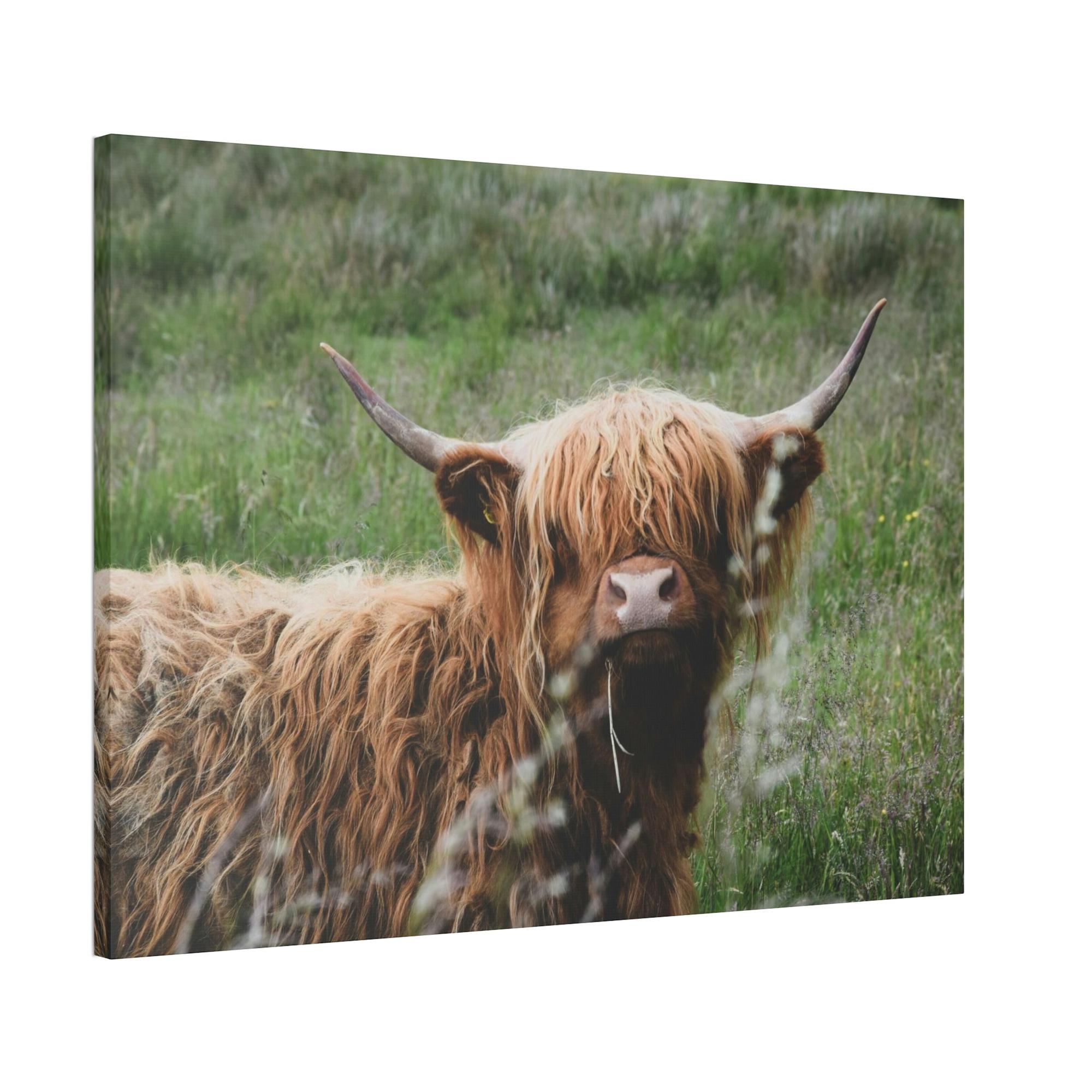 undefined Highland Cow Calf: Adorable Wall Art on Natural Canvas