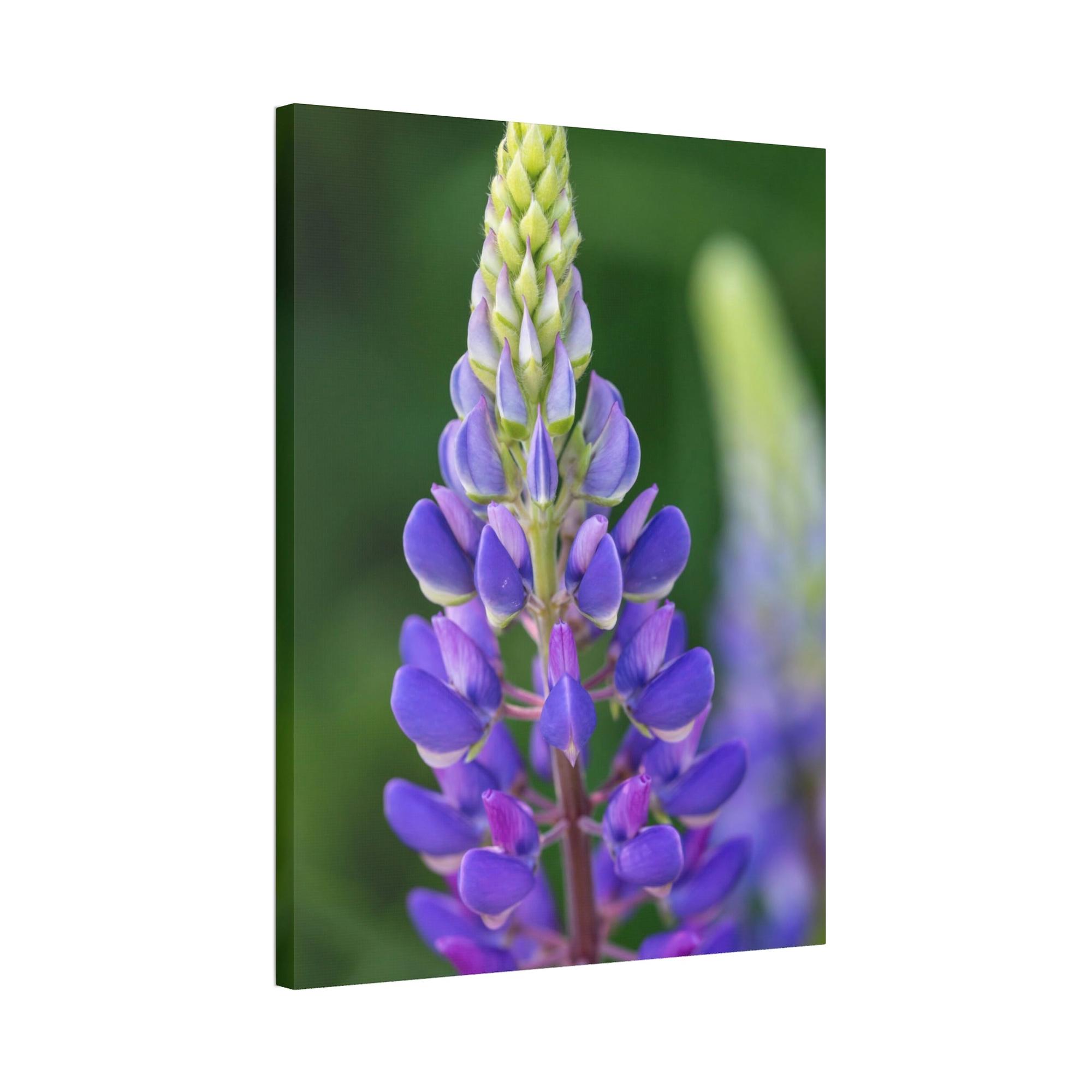 Bluebonnets Bluebonnet Garden: Framed Canvas and Print with Stunning Botanical Art