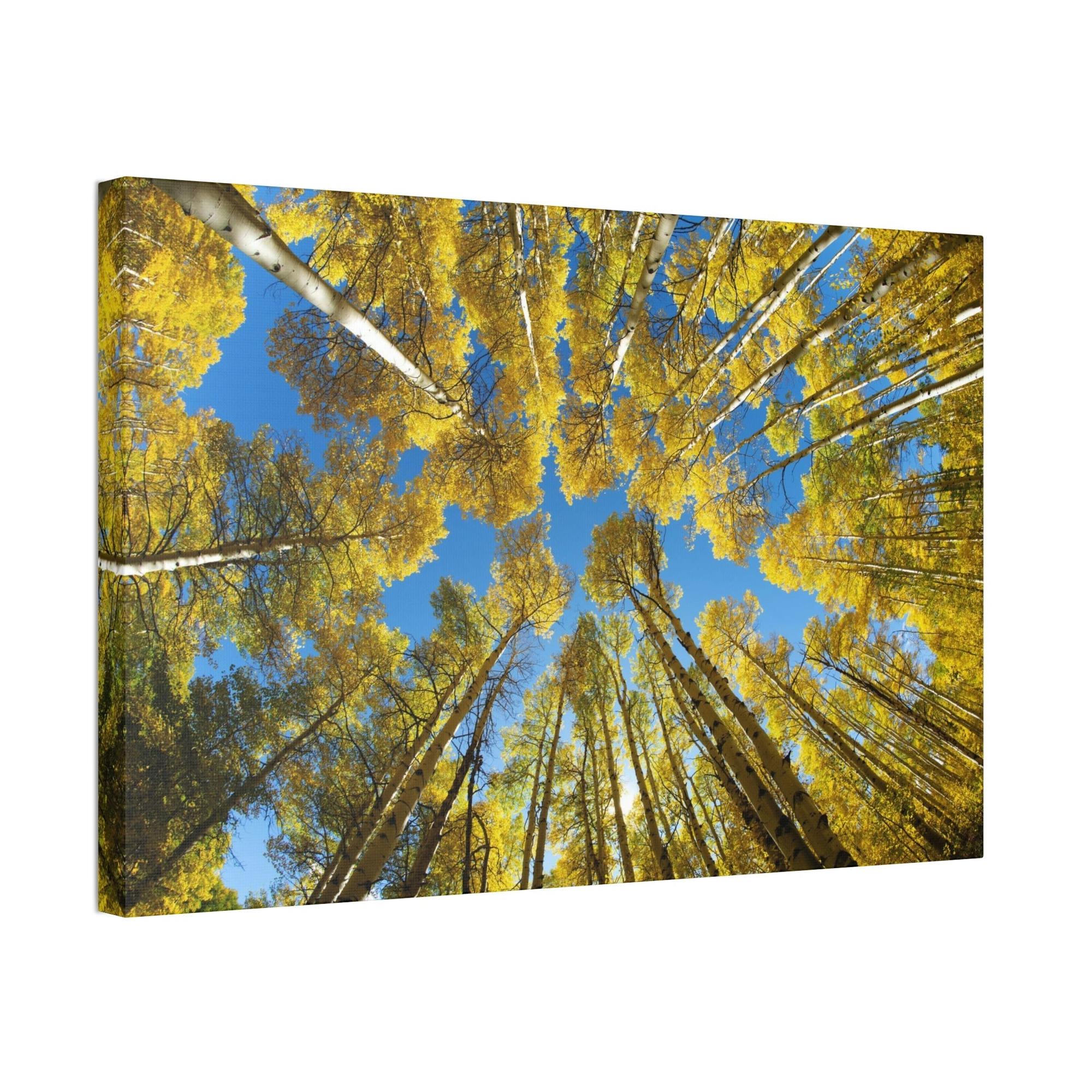 Birch Trees The Beauty of Nature: Rustic Framed Canvas Print of a Birch Tree Grove