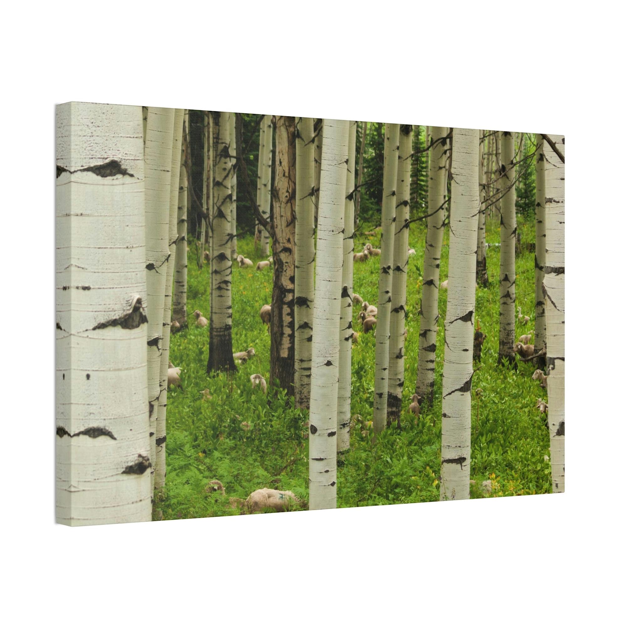 Birch Trees Silent Forest: Framed Poster of Birch Trees with a Tranquil Atmosphere