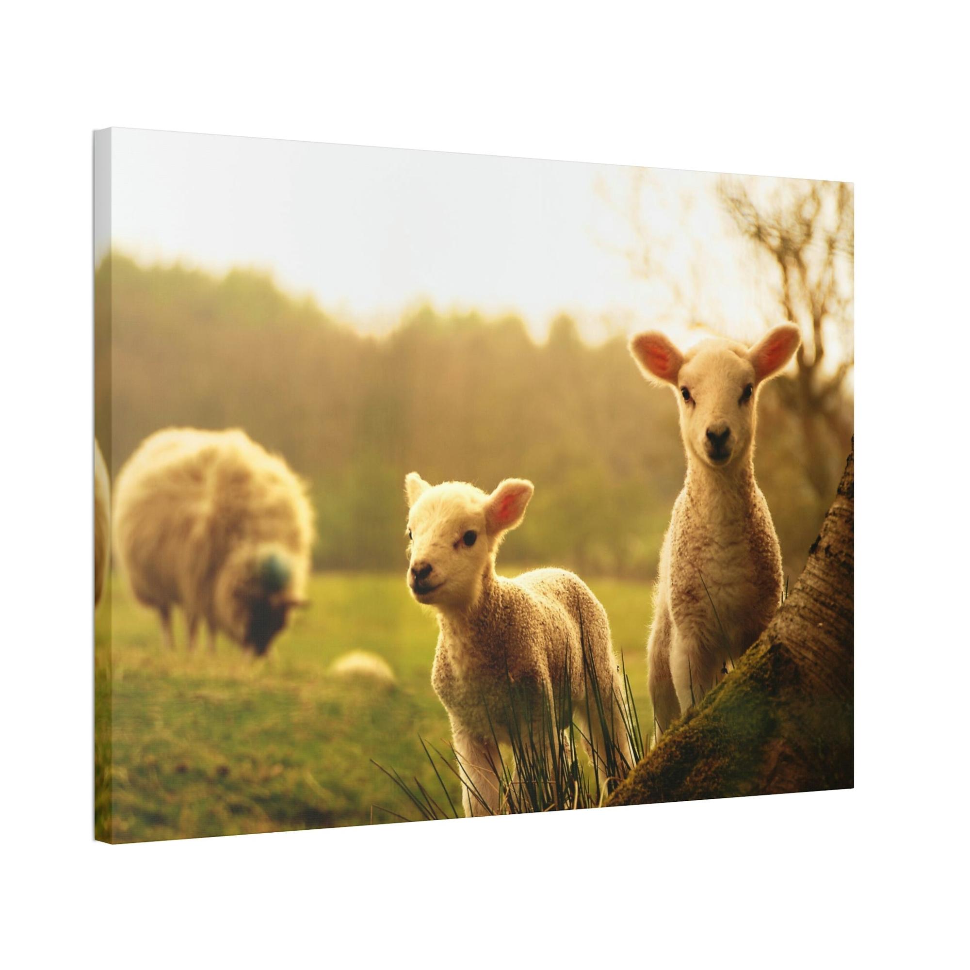 undefined Rustic Charm: Framed Poster & Canvas of Sheep Grazing