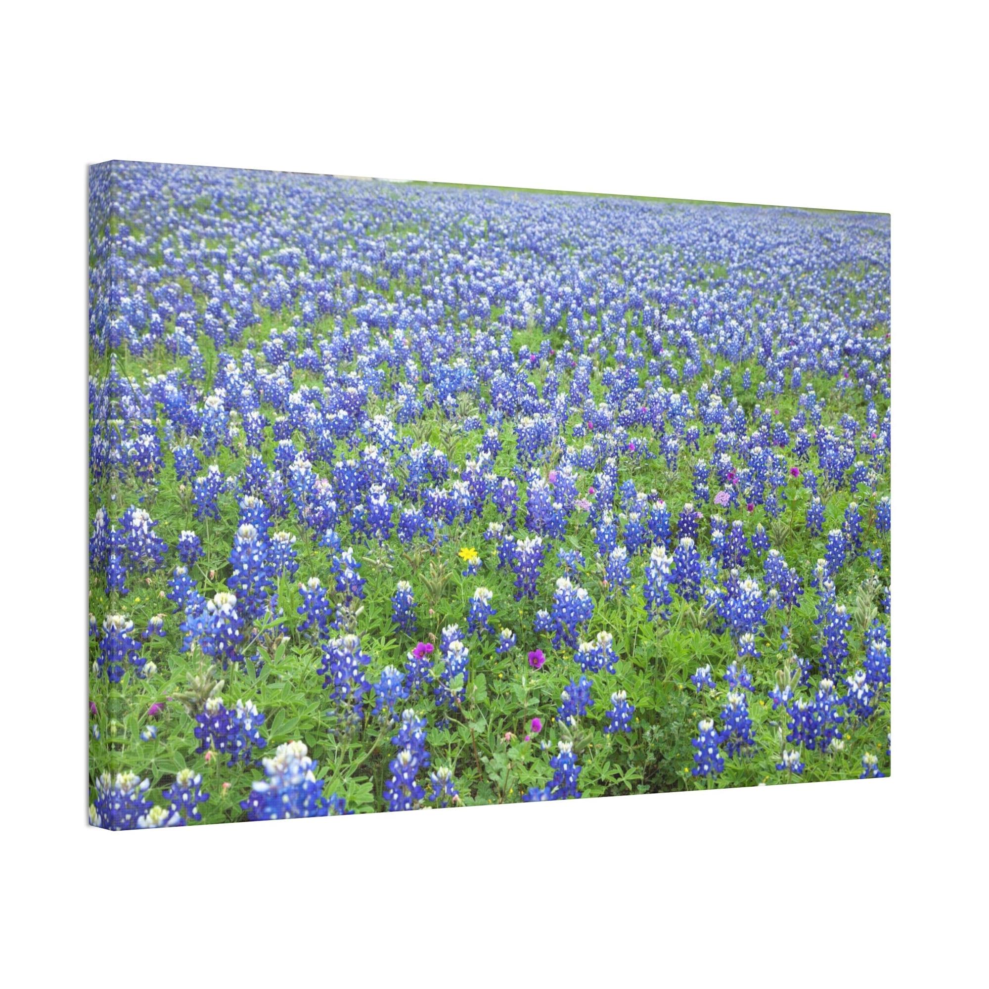 Bluebonnets Bluebonnet Garden: Colorful Print on Canvas of a Flower-Filled Landscape