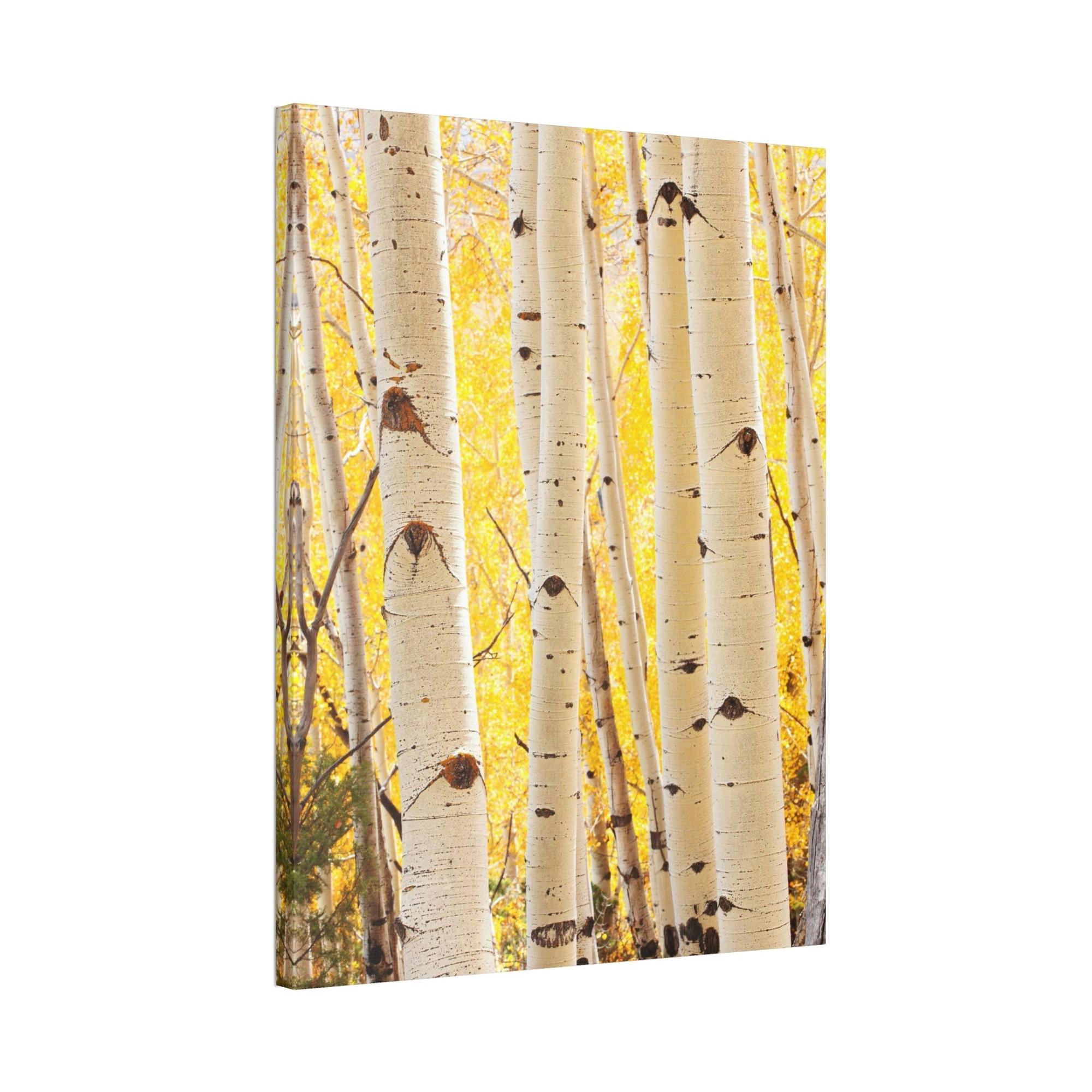 Birch Trees Birch Tree Calm: Colorful Print on Canvas of a Tranquil Forest