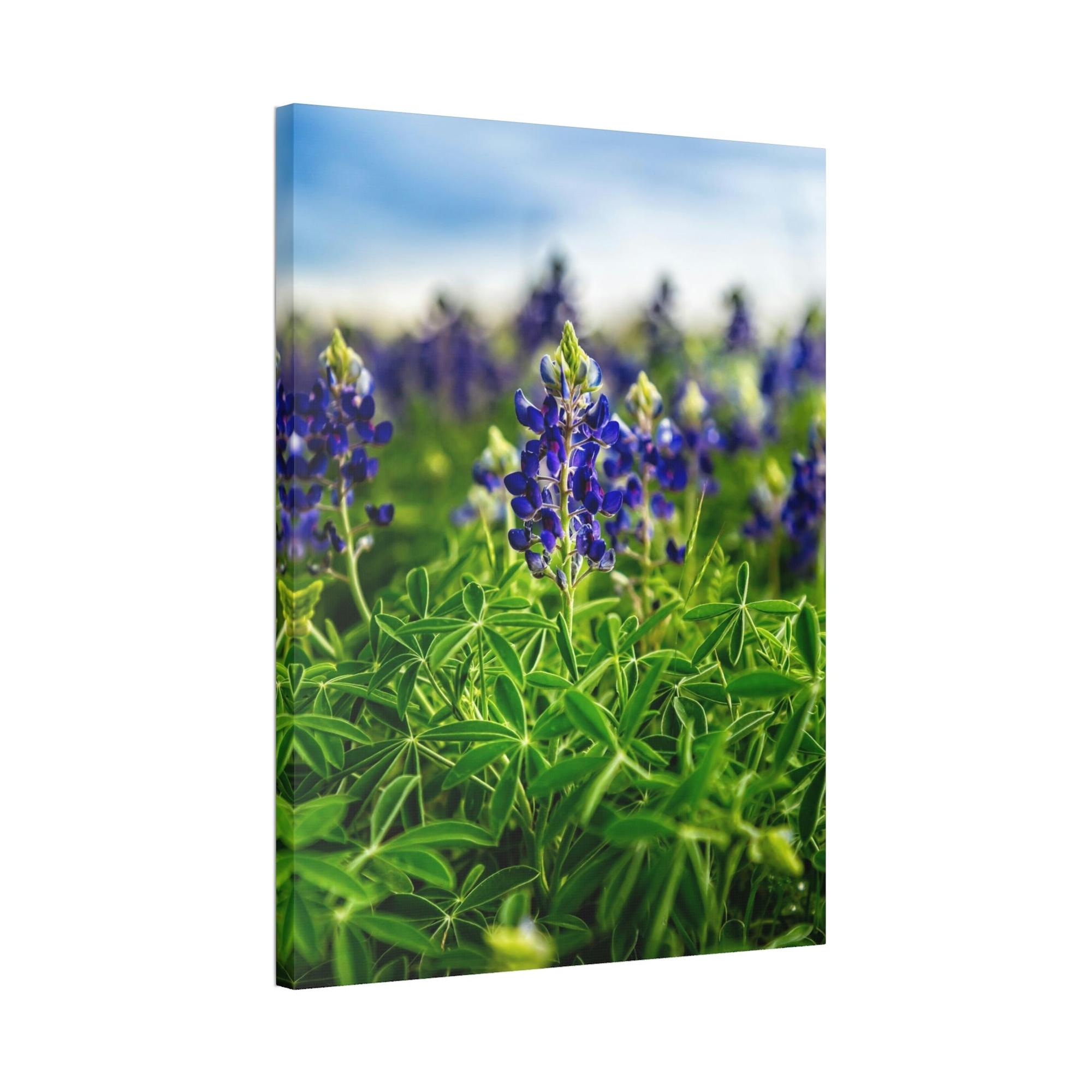 Bluebonnets Fields of Blue: Wall Art and Print on Canvas Showcasing Stunning Bluebonnets