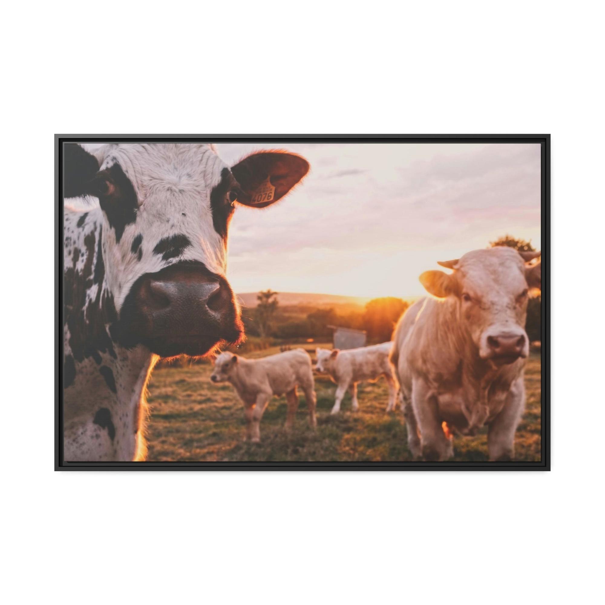 Cows The Grazing Herd: Natural Canvas Print of Cows in the Field
