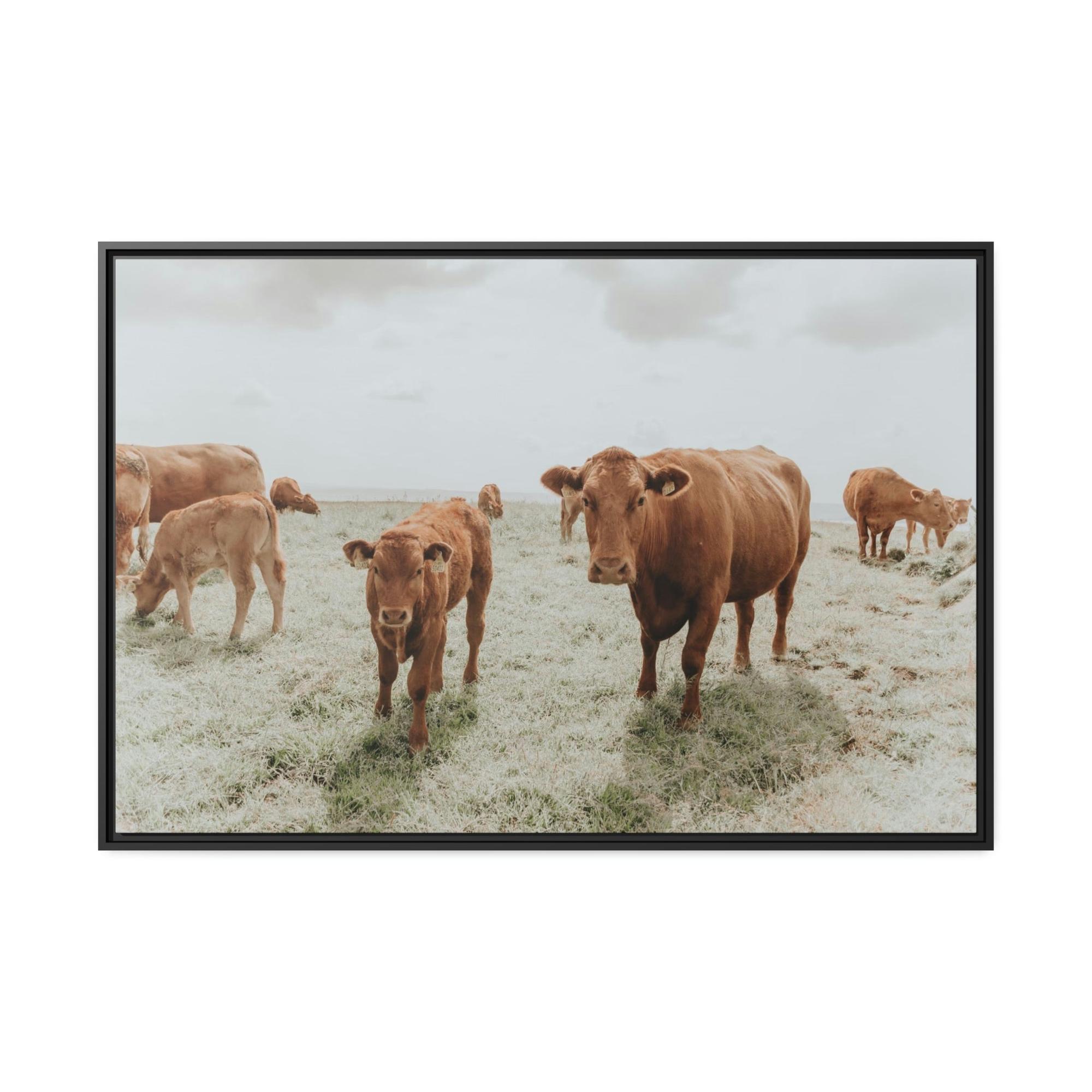 undefined Peaceful Pasture: Framed Canvas & Posters Print of Cow Grazing