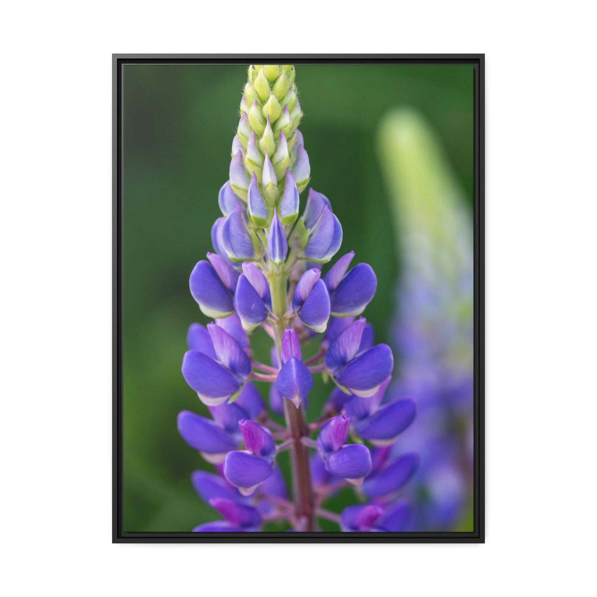 Bluebonnets Bluebonnet Garden: Framed Canvas and Print with Stunning Botanical Art