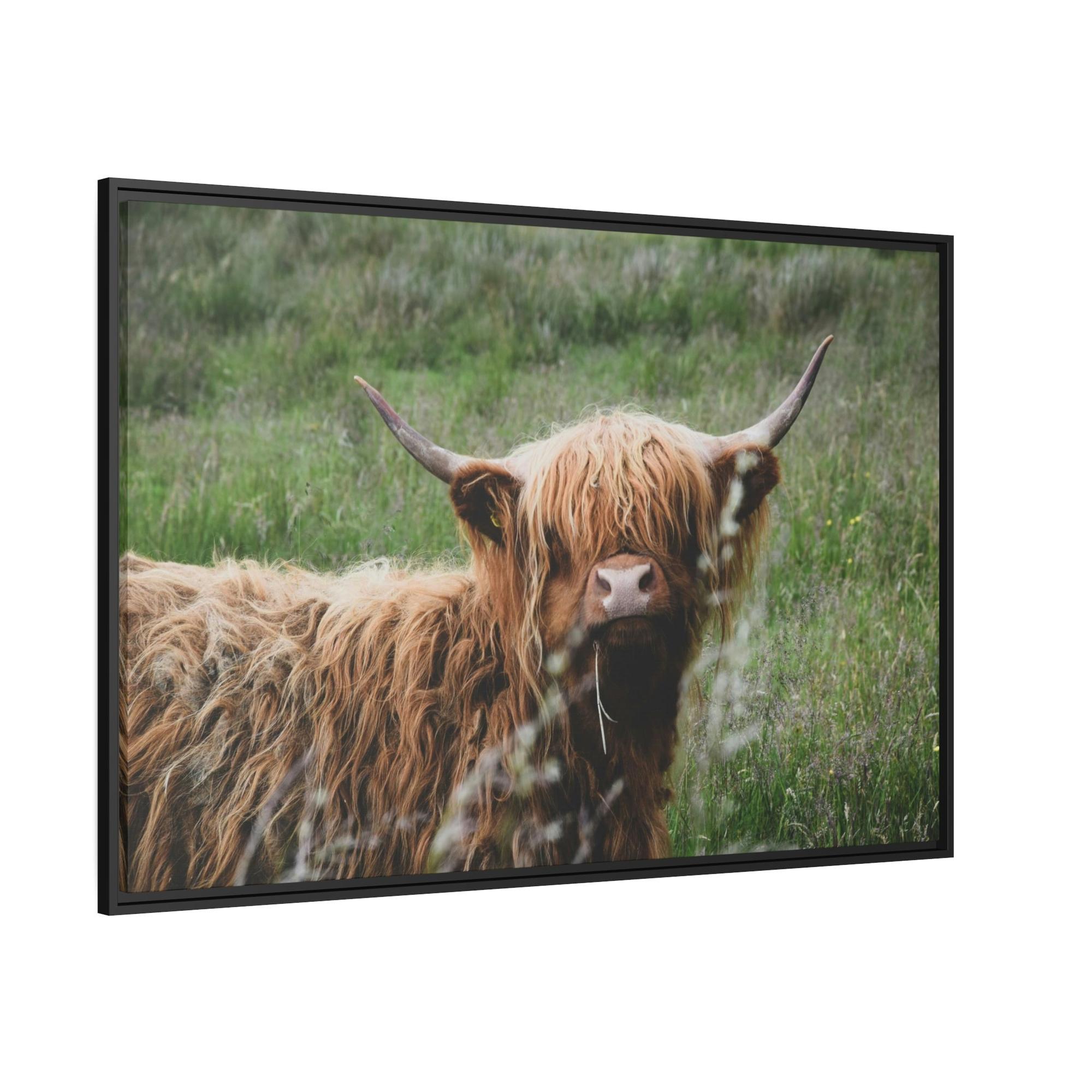 Highland Cow Highland Cow Calf: Adorable Wall Art on Natural Canvas