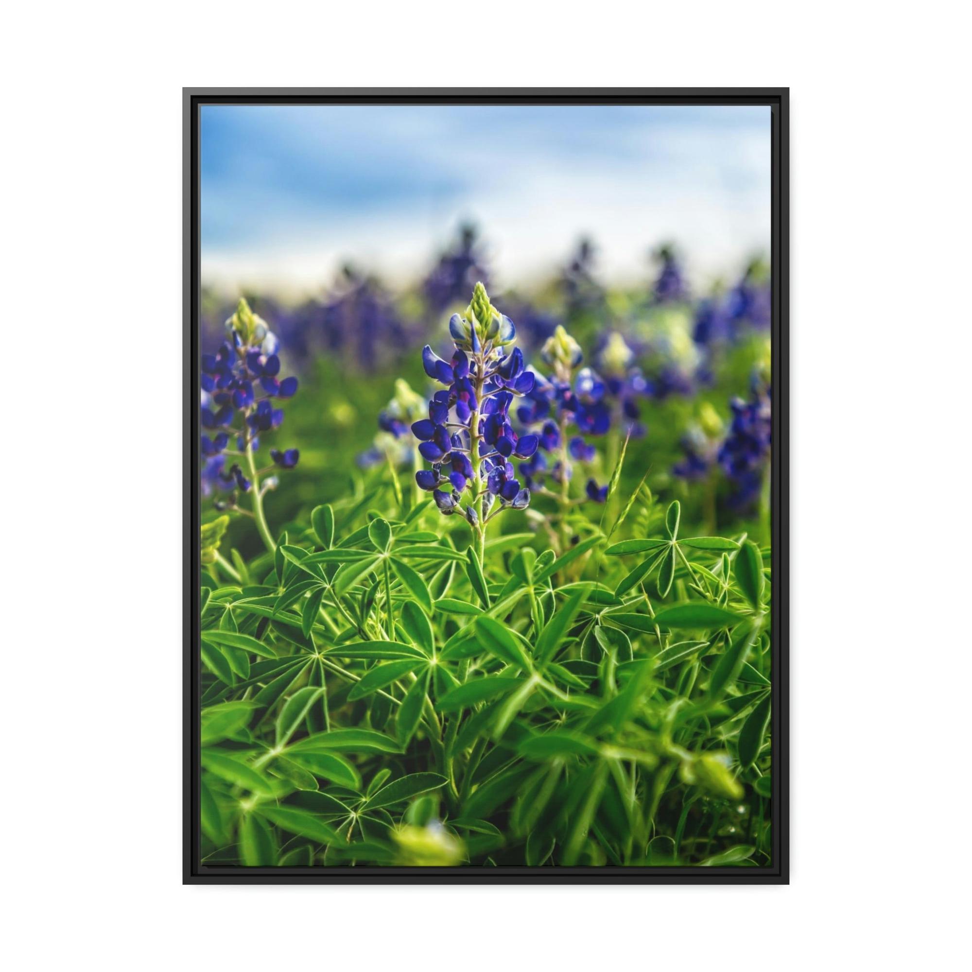 undefined Fields of Blue: Wall Art and Print on Canvas Showcasing Stunning Bluebonnets