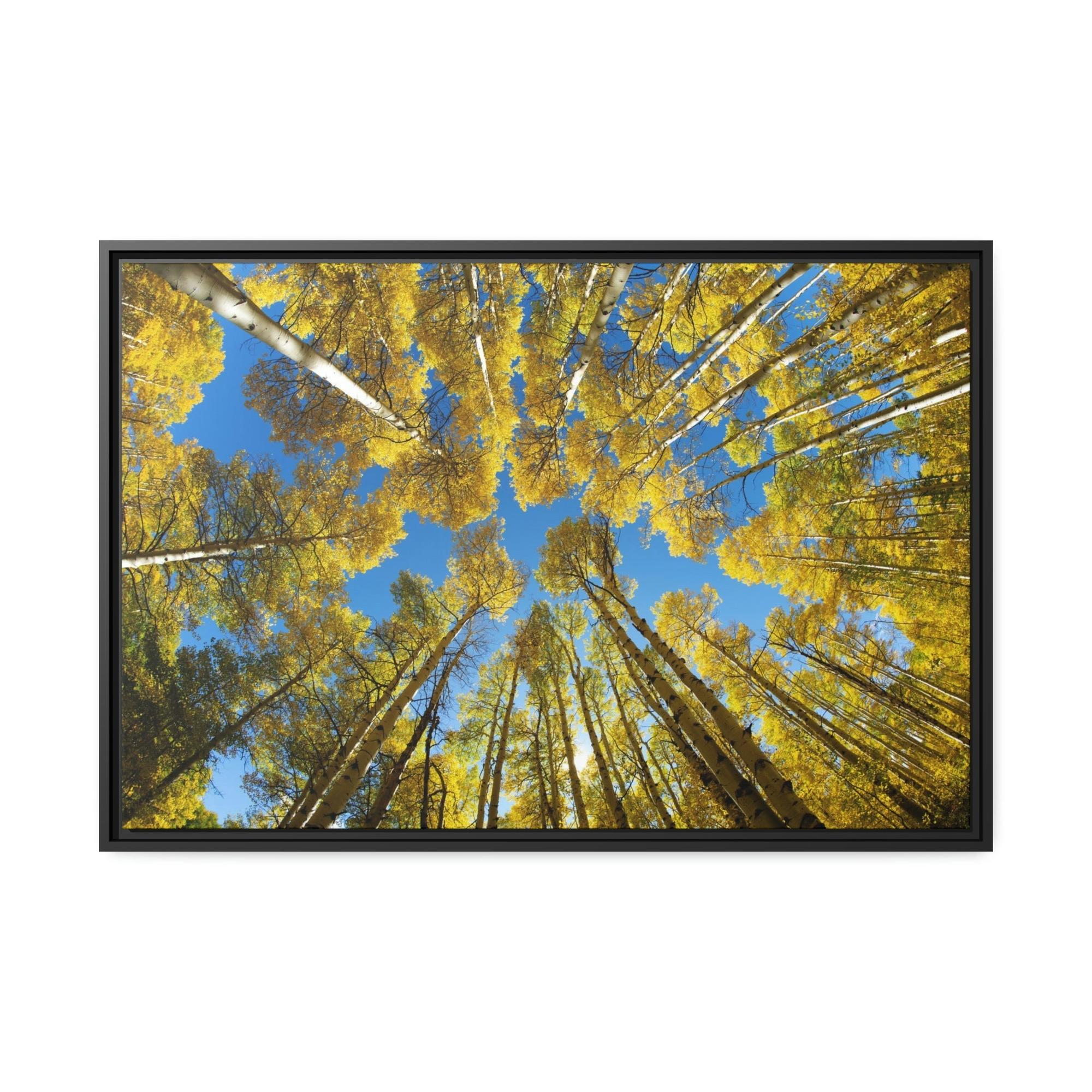 Birch Trees The Beauty of Nature: Rustic Framed Canvas Print of a Birch Tree Grove