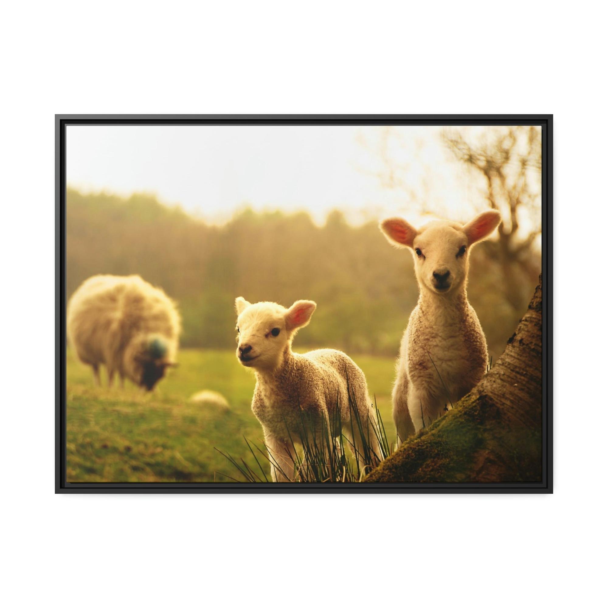 Sheeps Rustic Charm: Framed Poster & Canvas of Sheep Grazing
