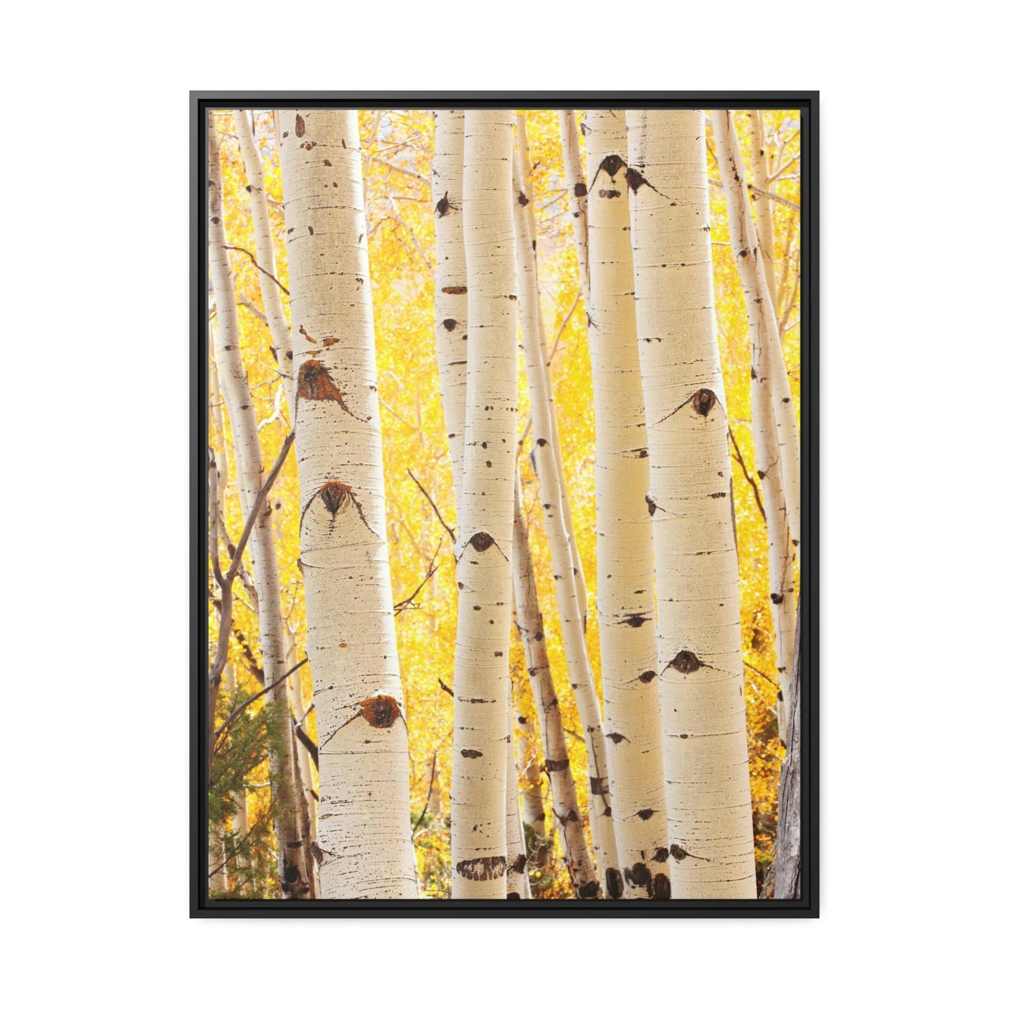 Birch Trees Birch Tree Calm: Colorful Print on Canvas of a Tranquil Forest