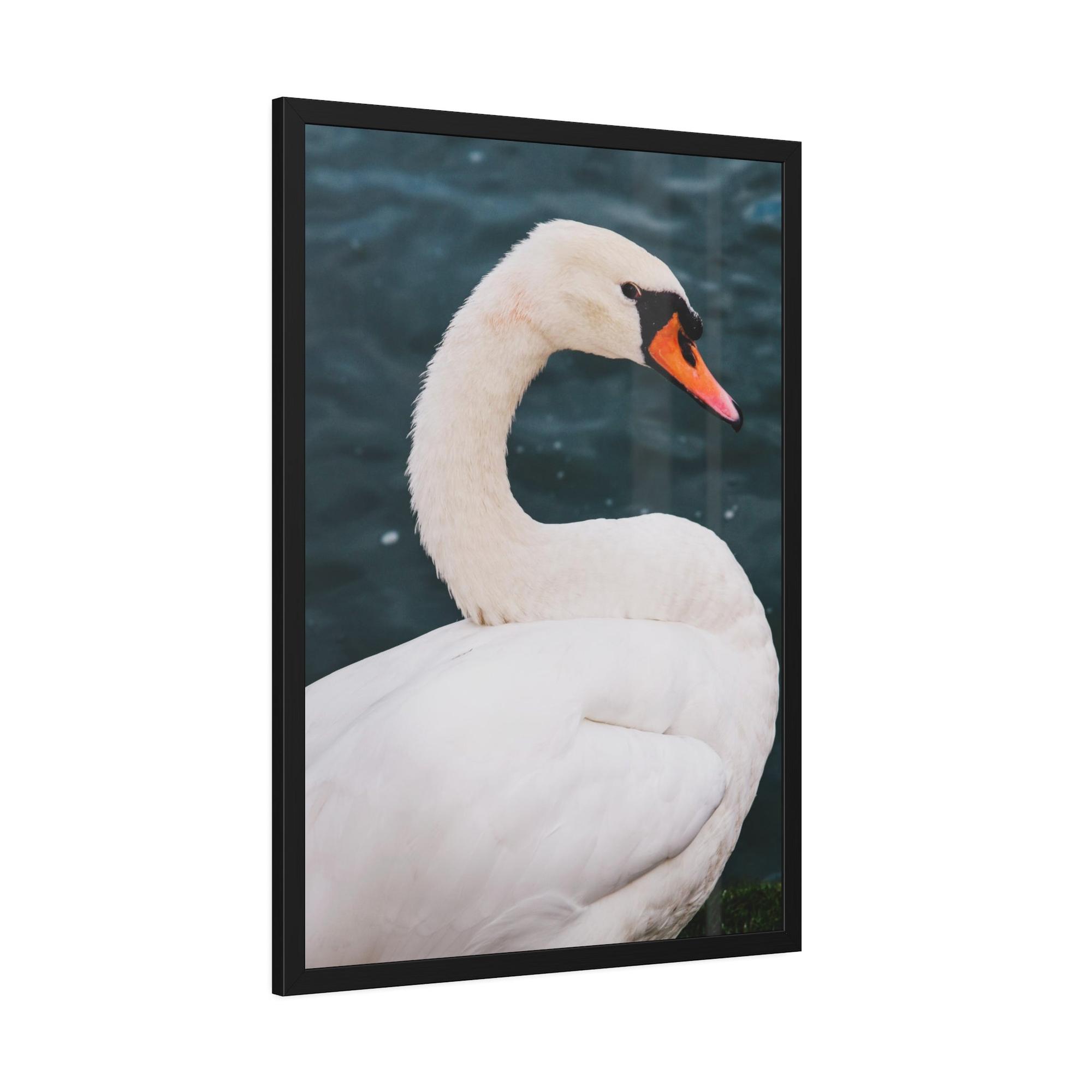 Swans The Calm of Nature: Natural Canvas Print of Swan in a Serene Landscape