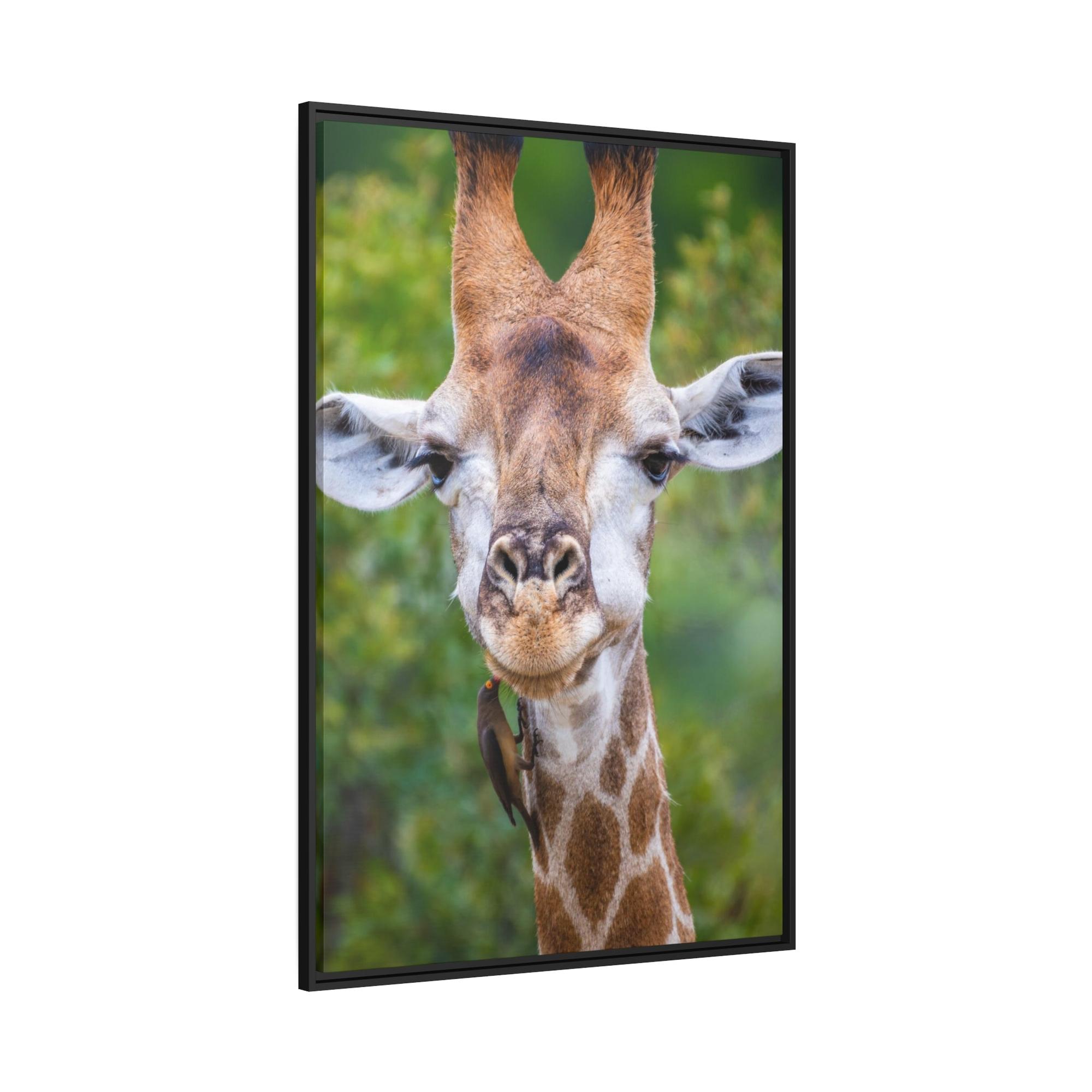 Giraffes Nature's Masterpiece: A Gorgeous Giraffe on Canvas & Poster