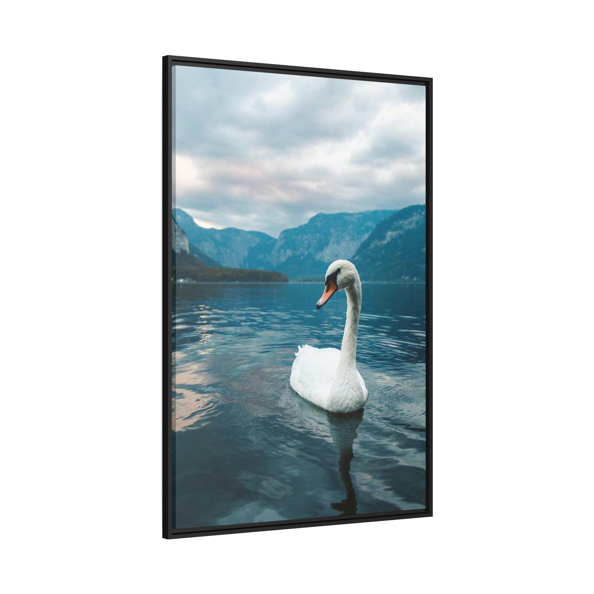 Swans Elegance on the Water: Framed Poster and Print on Canvas Celebrating the Grace of Swan