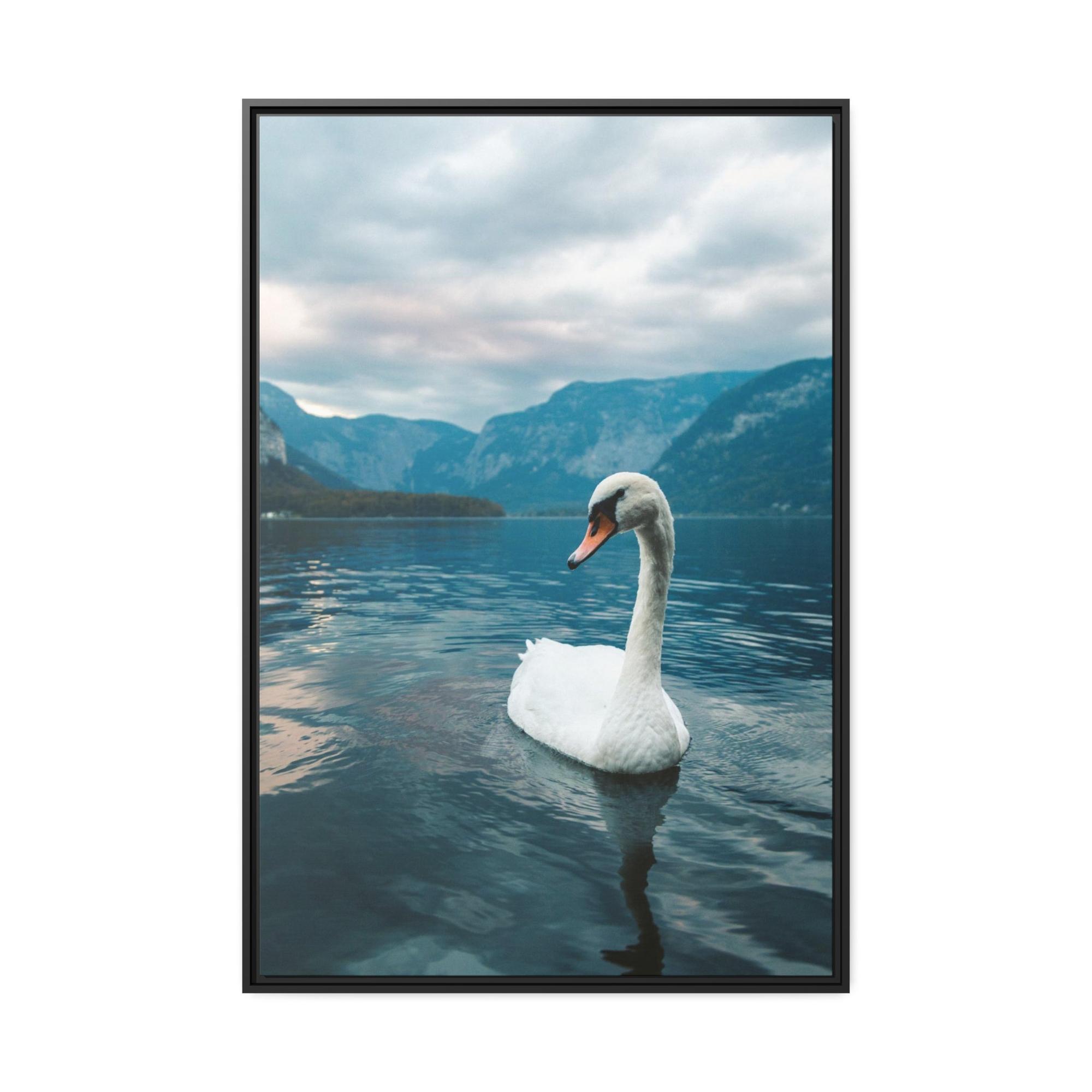 Swans Elegance on the Water: Framed Poster and Print on Canvas Celebrating the Grace of Swan