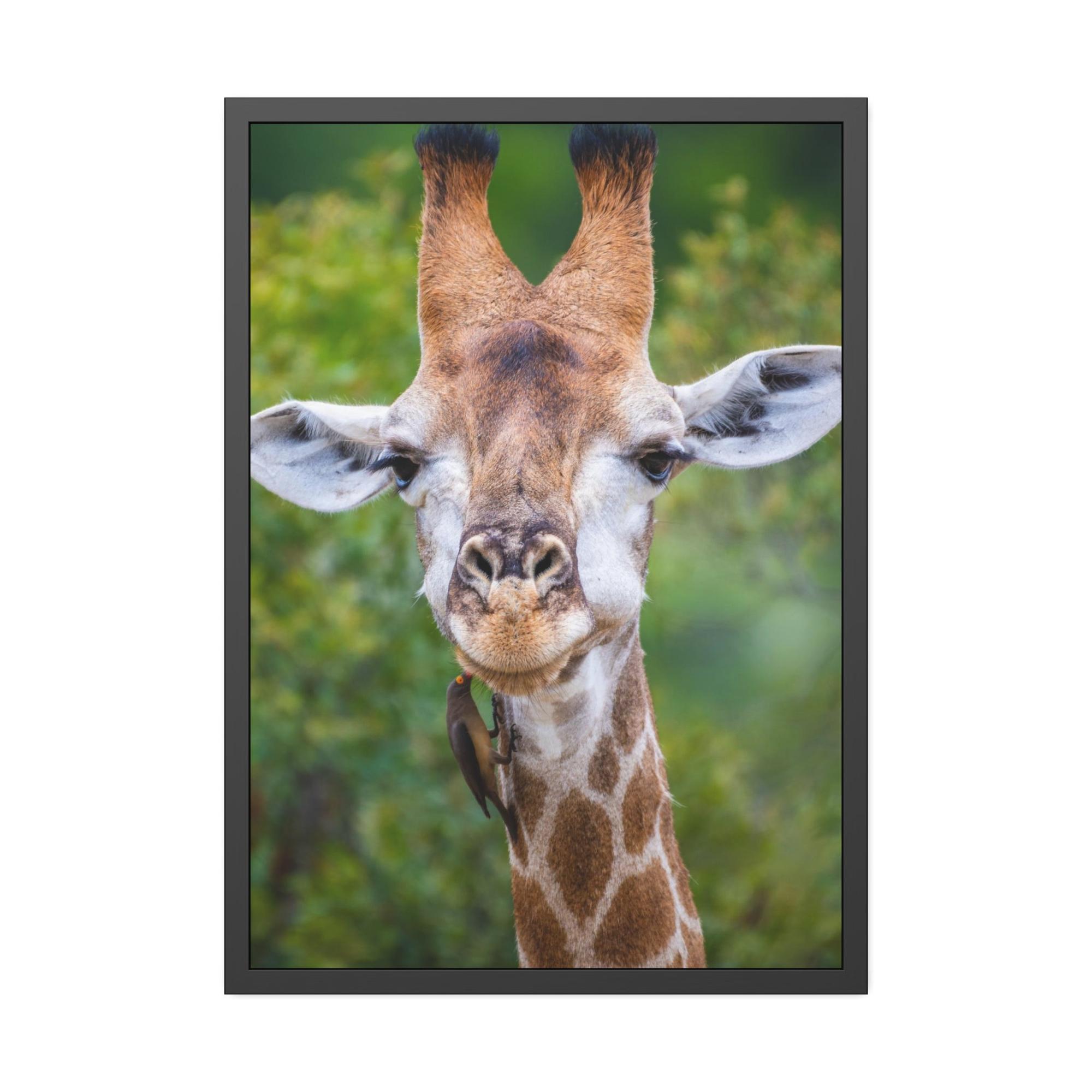 undefined Nature's Masterpiece: A Gorgeous Giraffe on Canvas & Poster