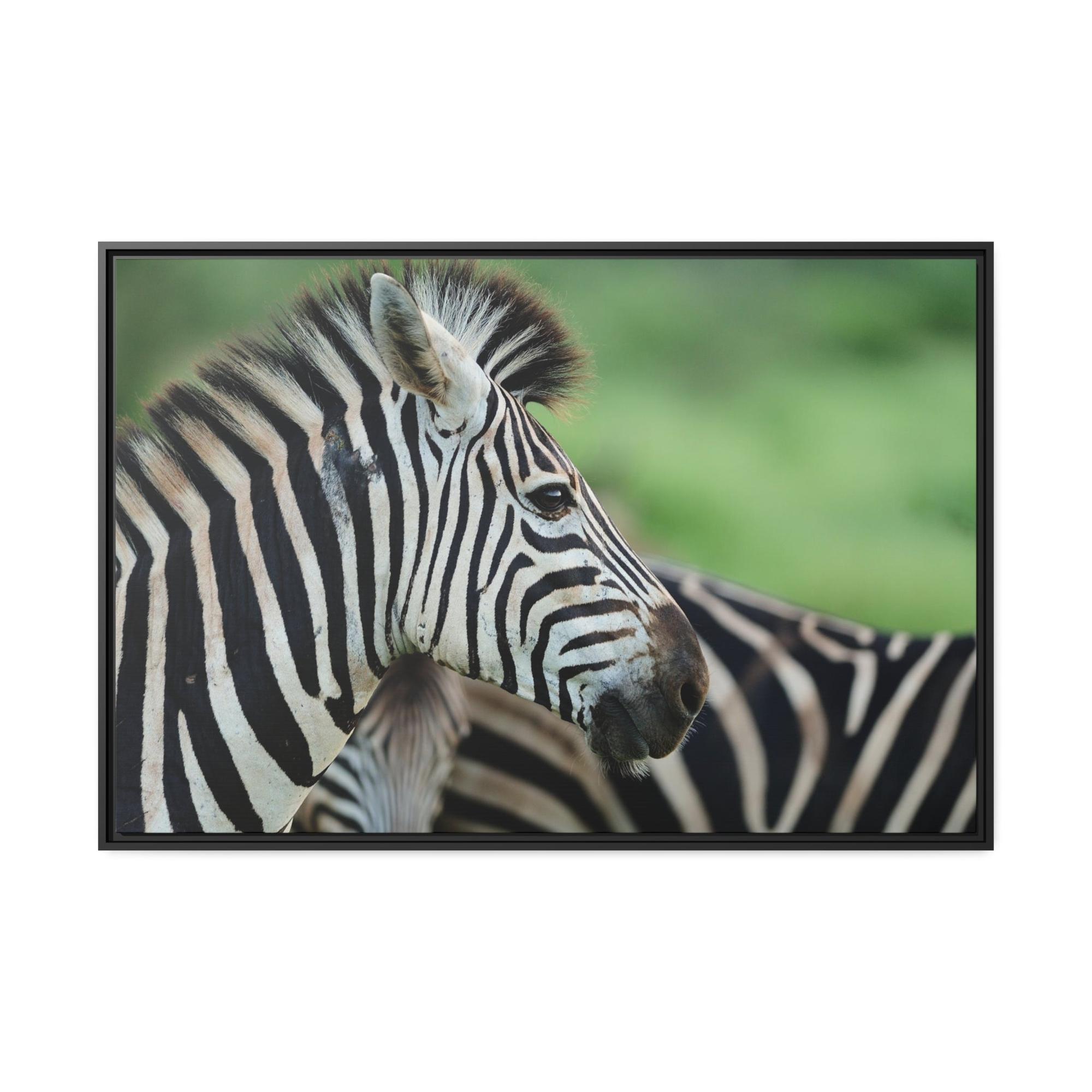 Zebras In the Wild: Zebra Canvas & Poster Print for a Natural Look
