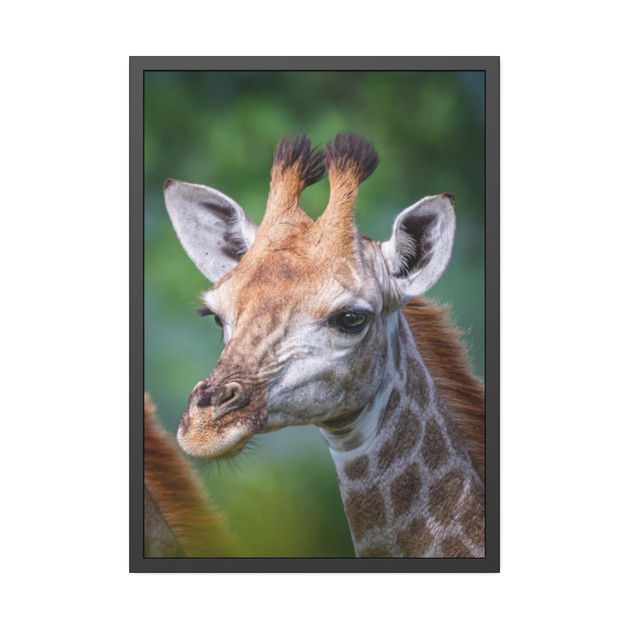 Giraffes Regal Beauty: A High-Quality Canvas Print of a Giraffe's Elegance