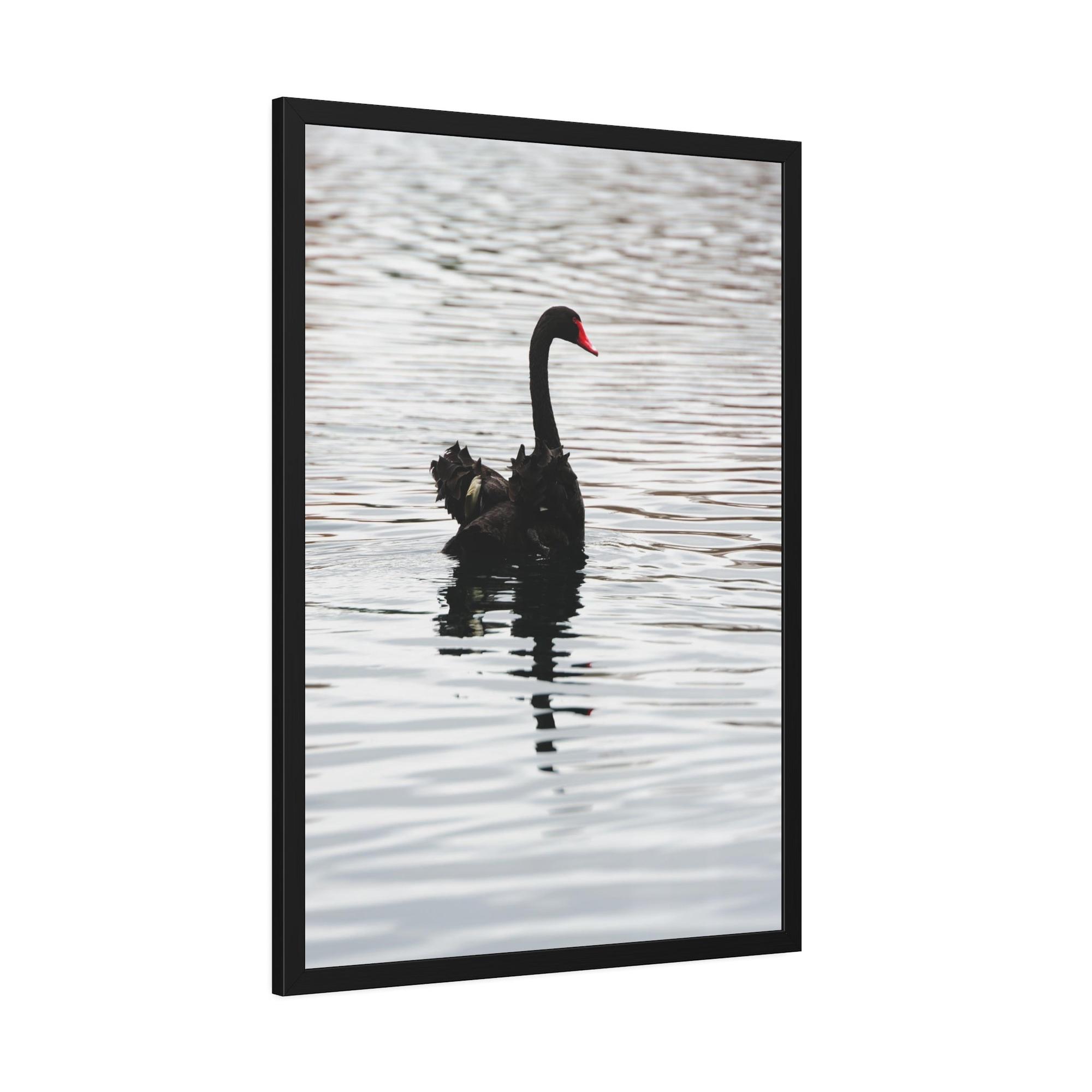 Swans Elegance and Serenity: Poster and Canvas Art Celebrating the Poise and Calmness of Swan