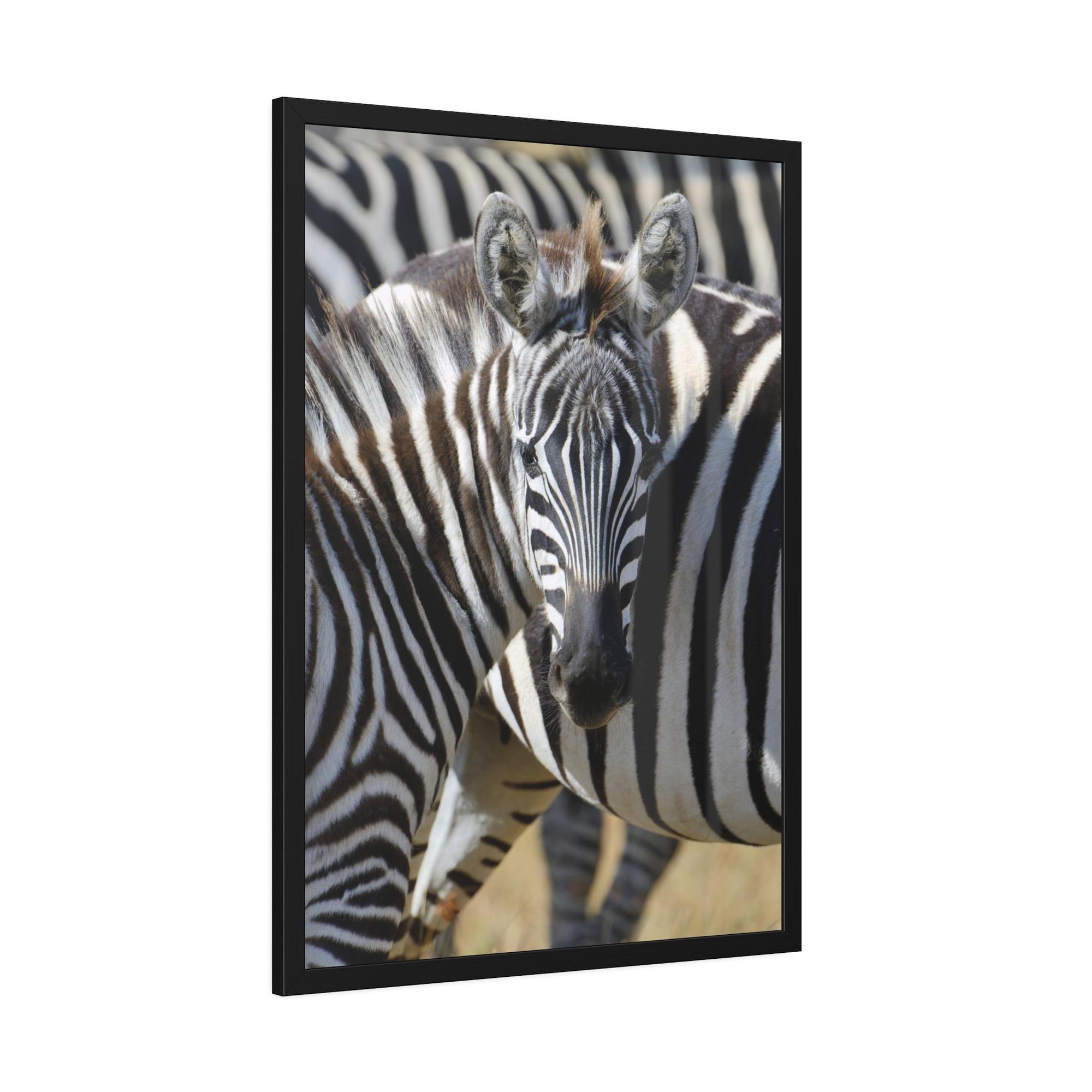 Zebras Grazing in the Grasslands: Natural Canvas Print of a Zebra in its Natural Habitat