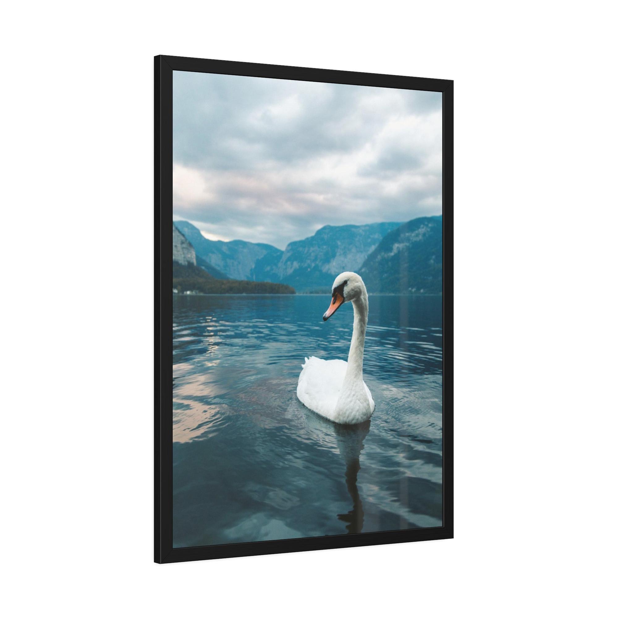 Swans Elegance on the Water: Framed Poster and Print on Canvas Celebrating the Grace of Swan