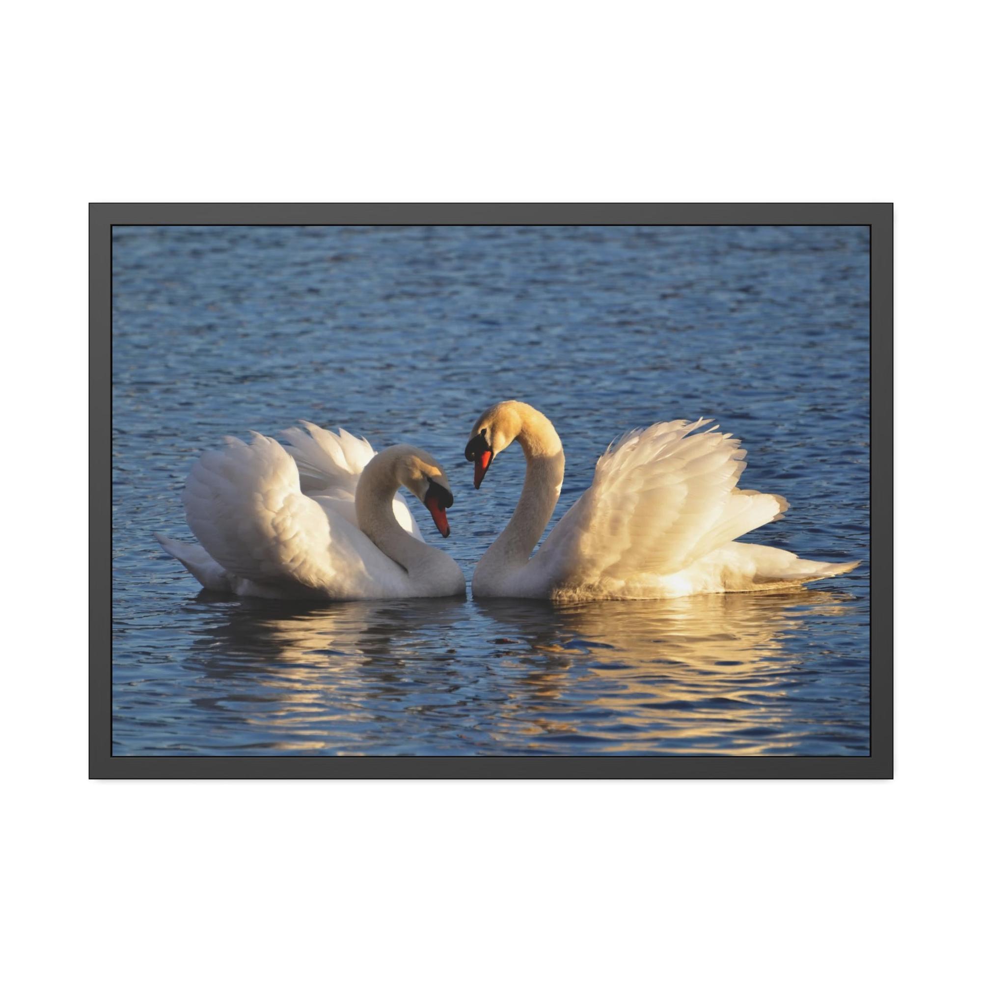 Swans Majestic Beauty: Canvas Wall Art Displaying the Grace and Strength of Swans
