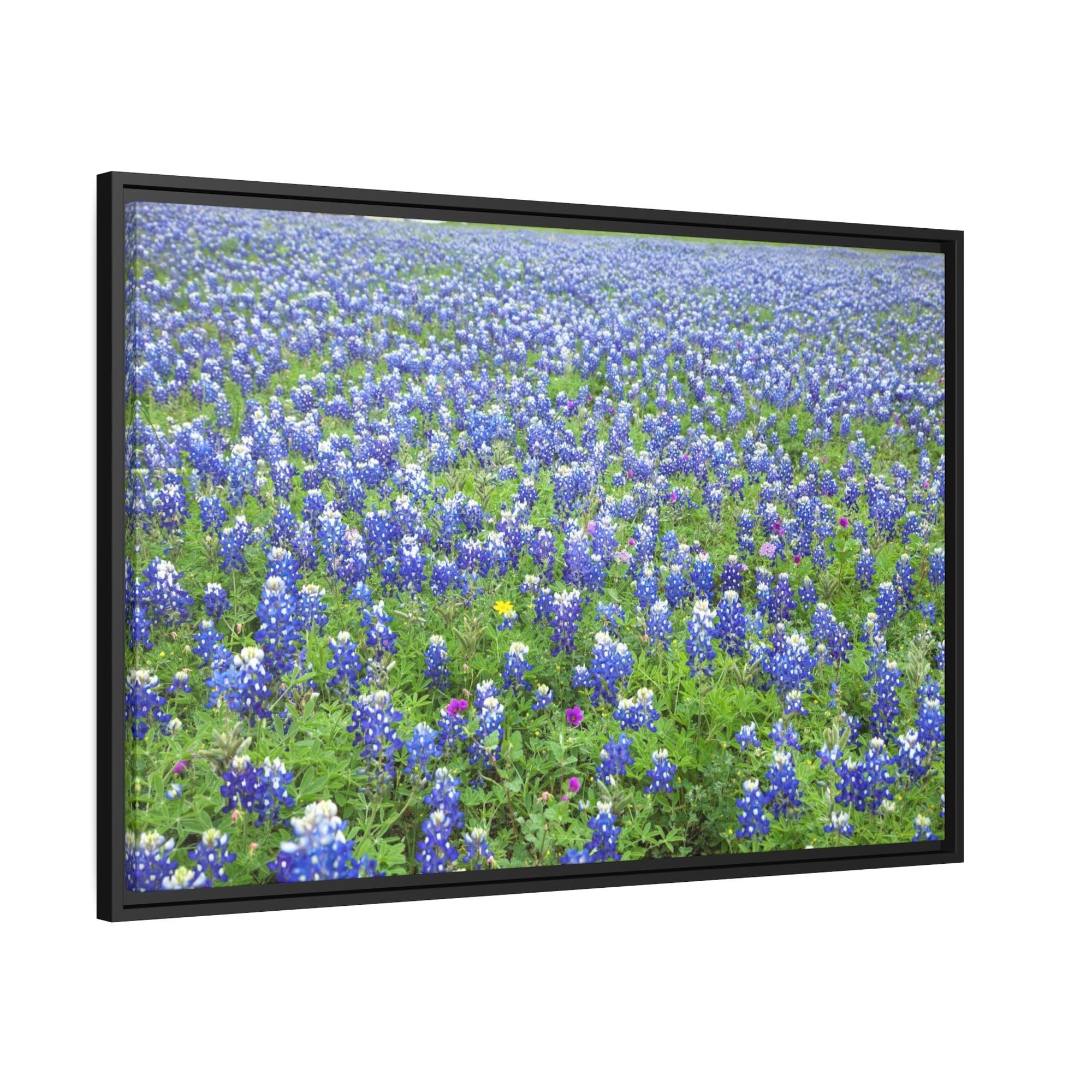 Bluebonnets Bluebonnet Garden: Colorful Print on Canvas of a Flower-Filled Landscape