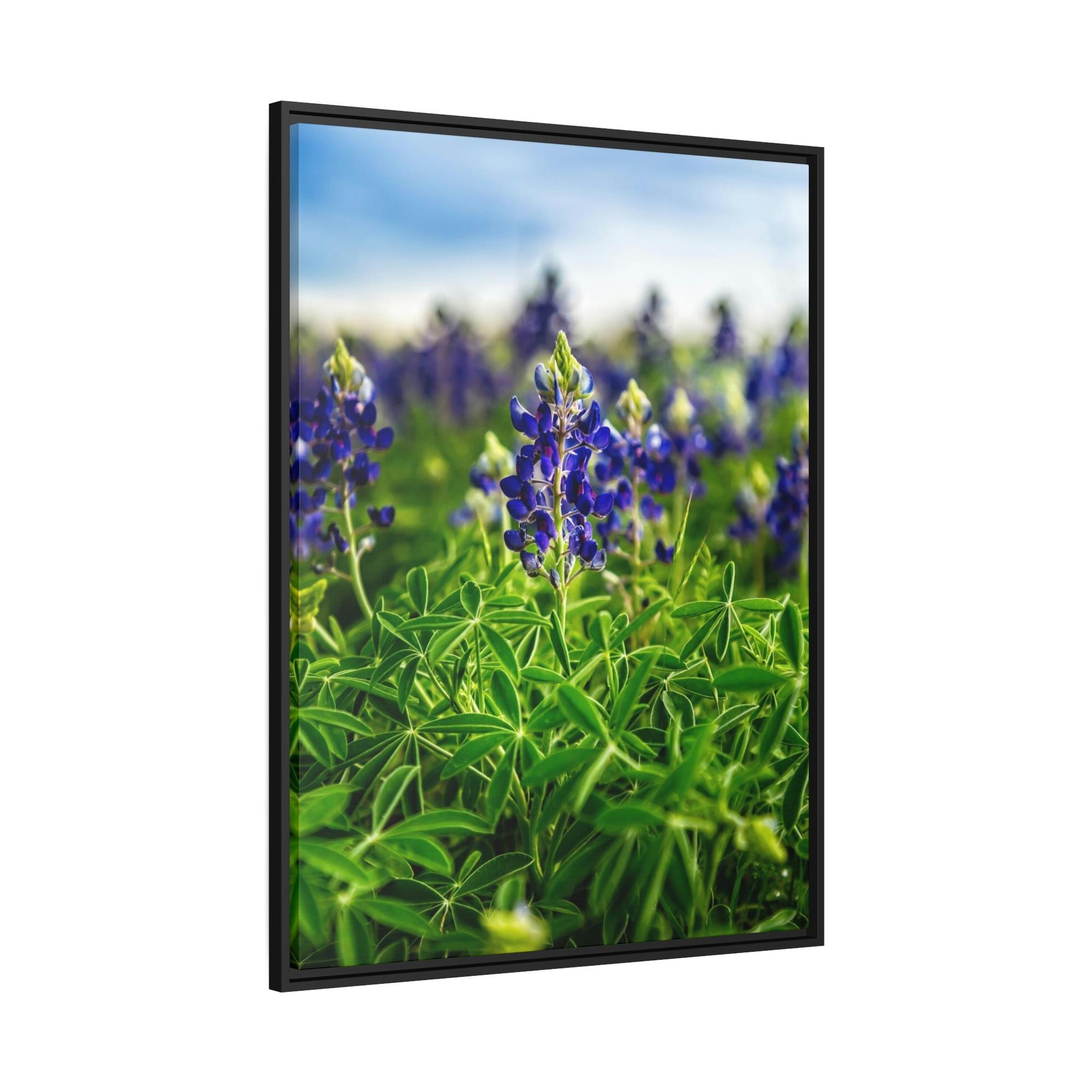 Bluebonnets Fields of Blue: Wall Art and Print on Canvas Showcasing Stunning Bluebonnets
