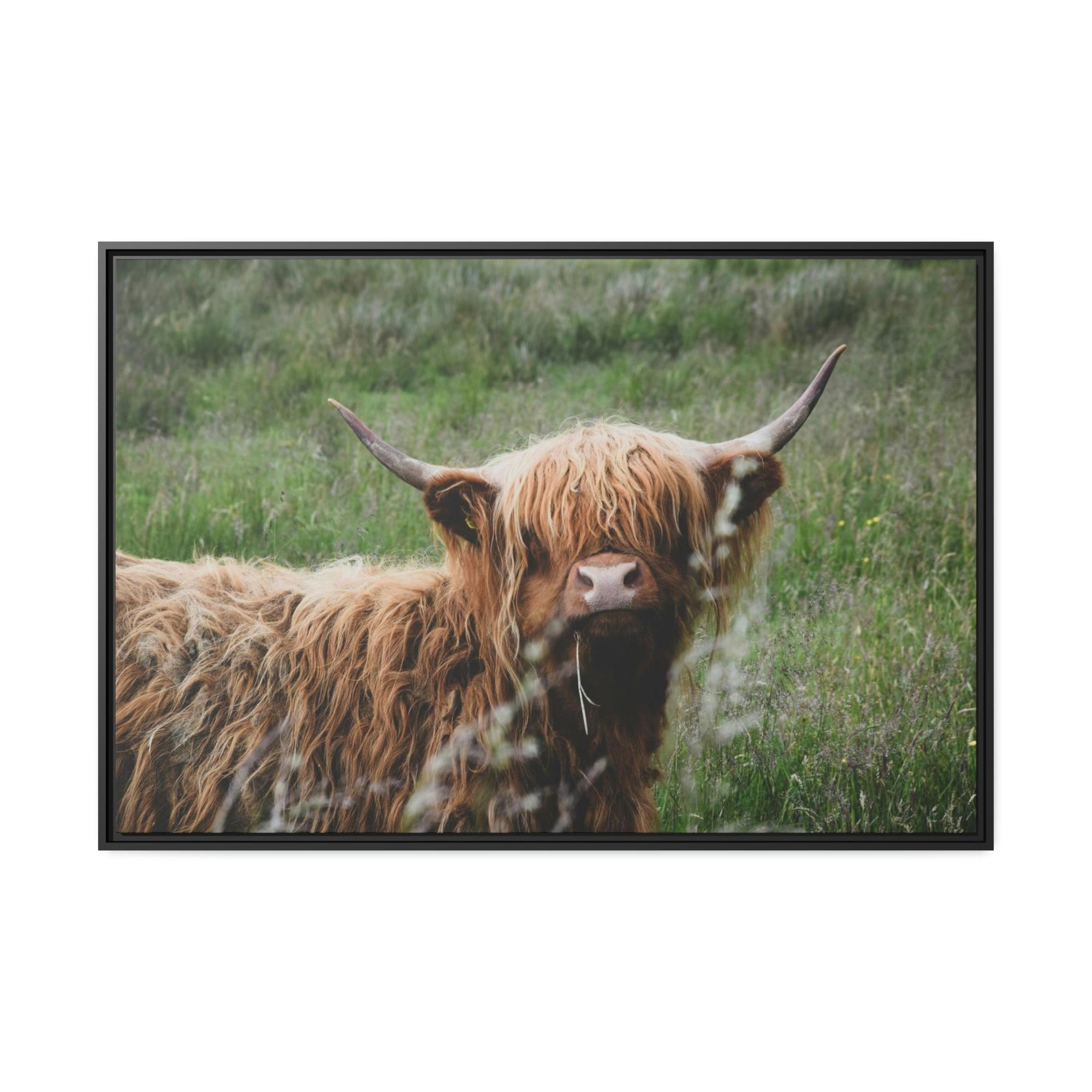 Highland Cow Highland Cow Calf: Adorable Wall Art on Natural Canvas